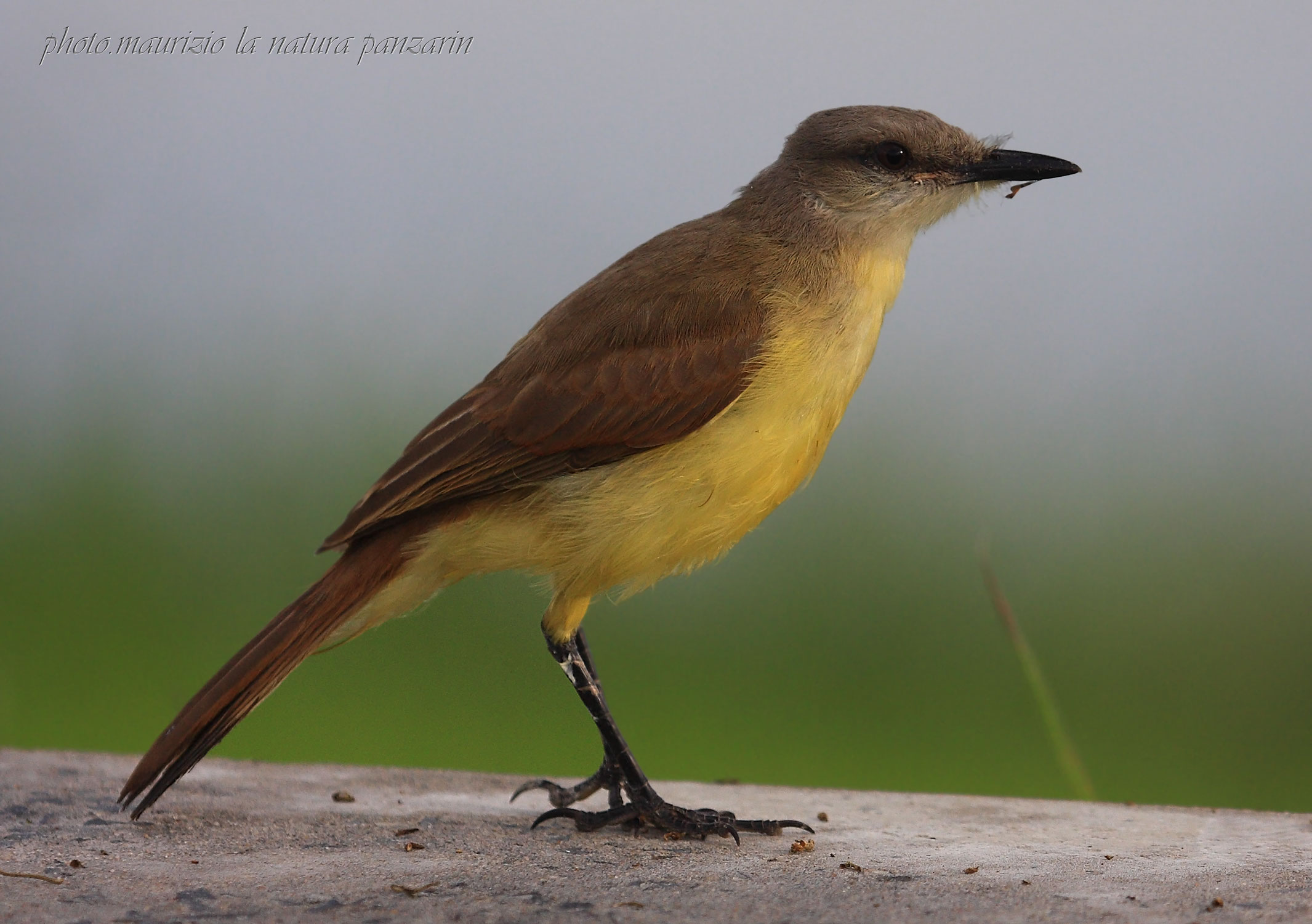 tyrannus melancholicus