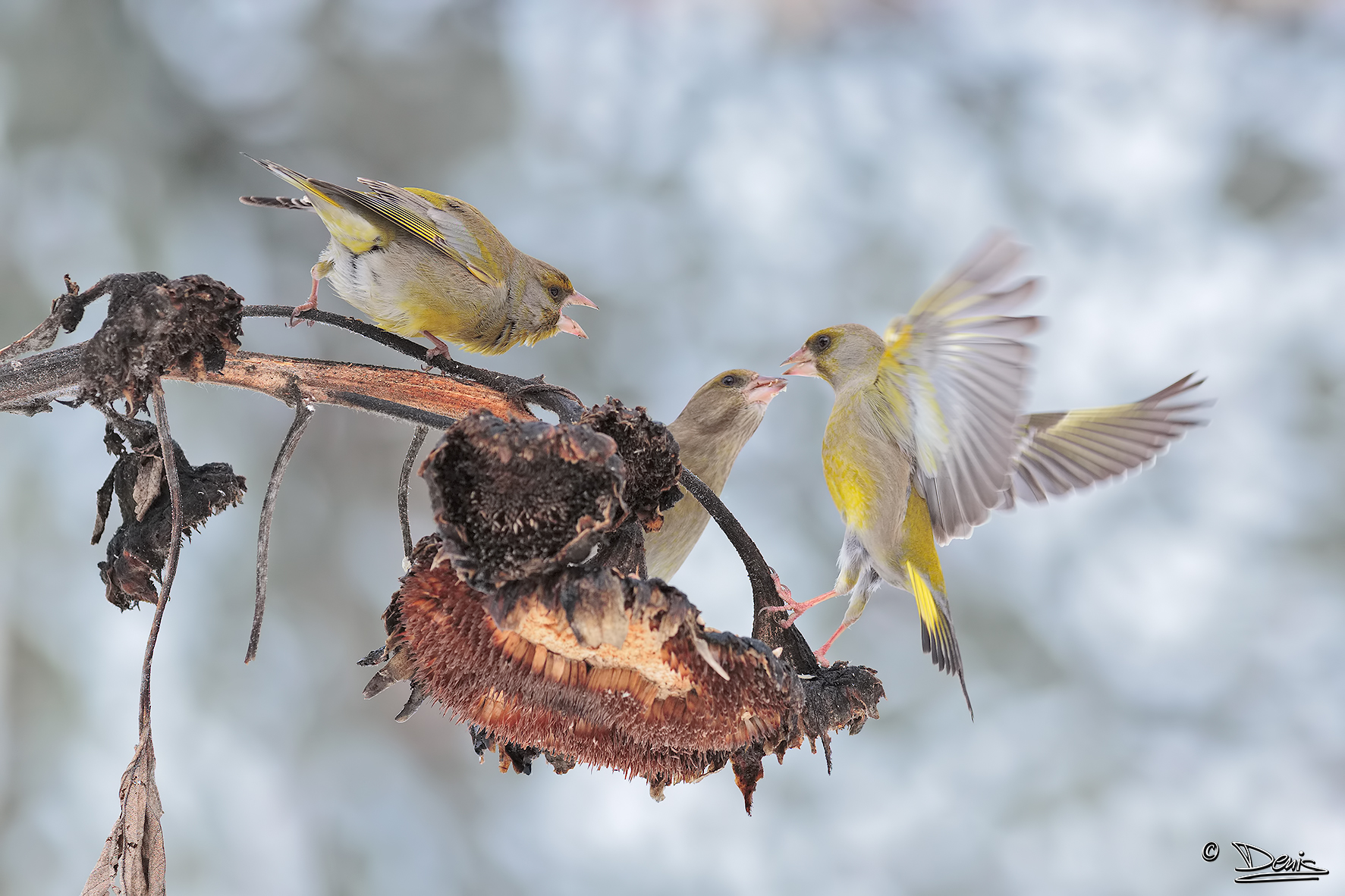 The "dispute" between bucks