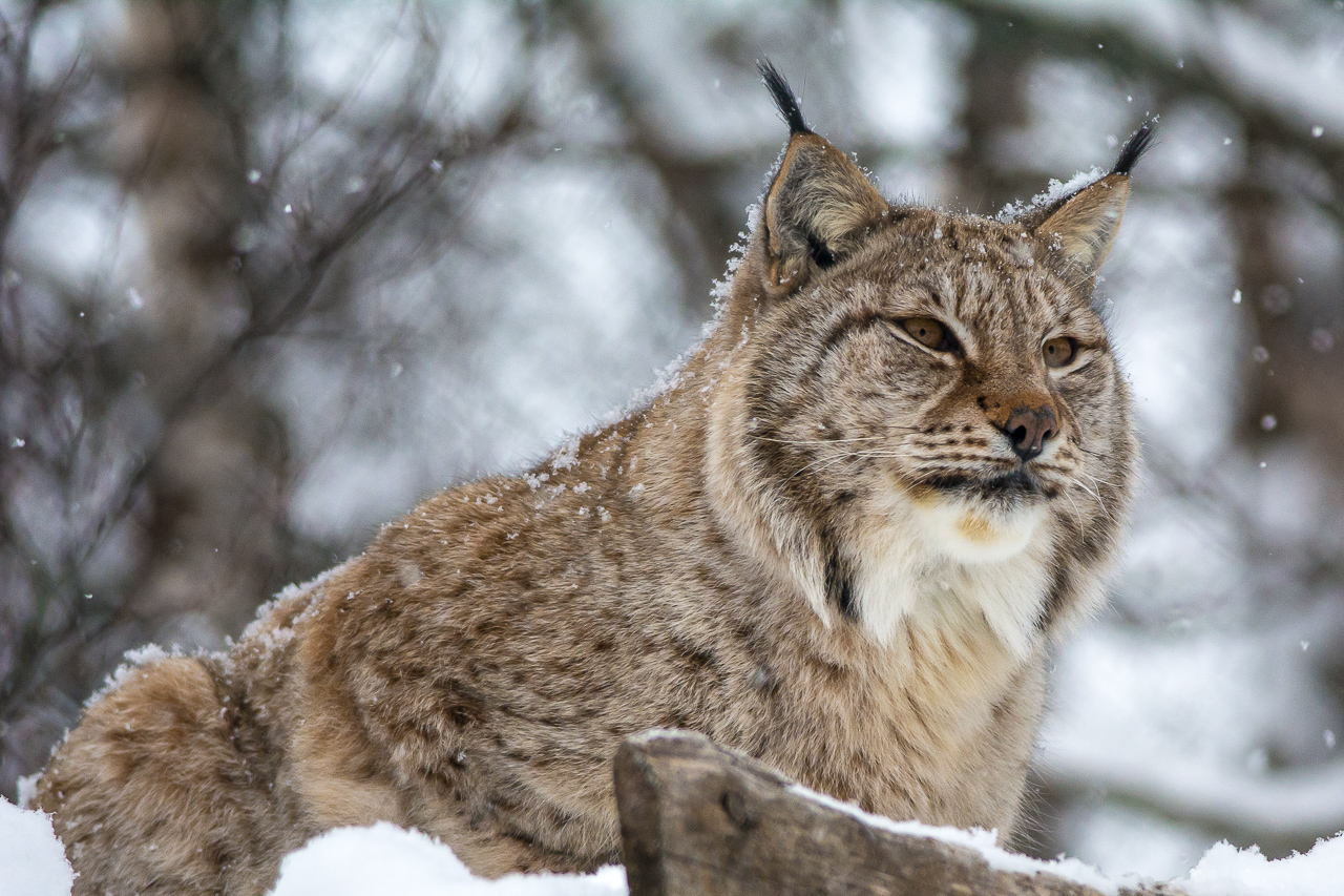 Lince 1