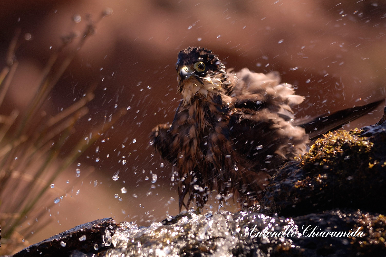 Falco Eleonorae (fase chiara)