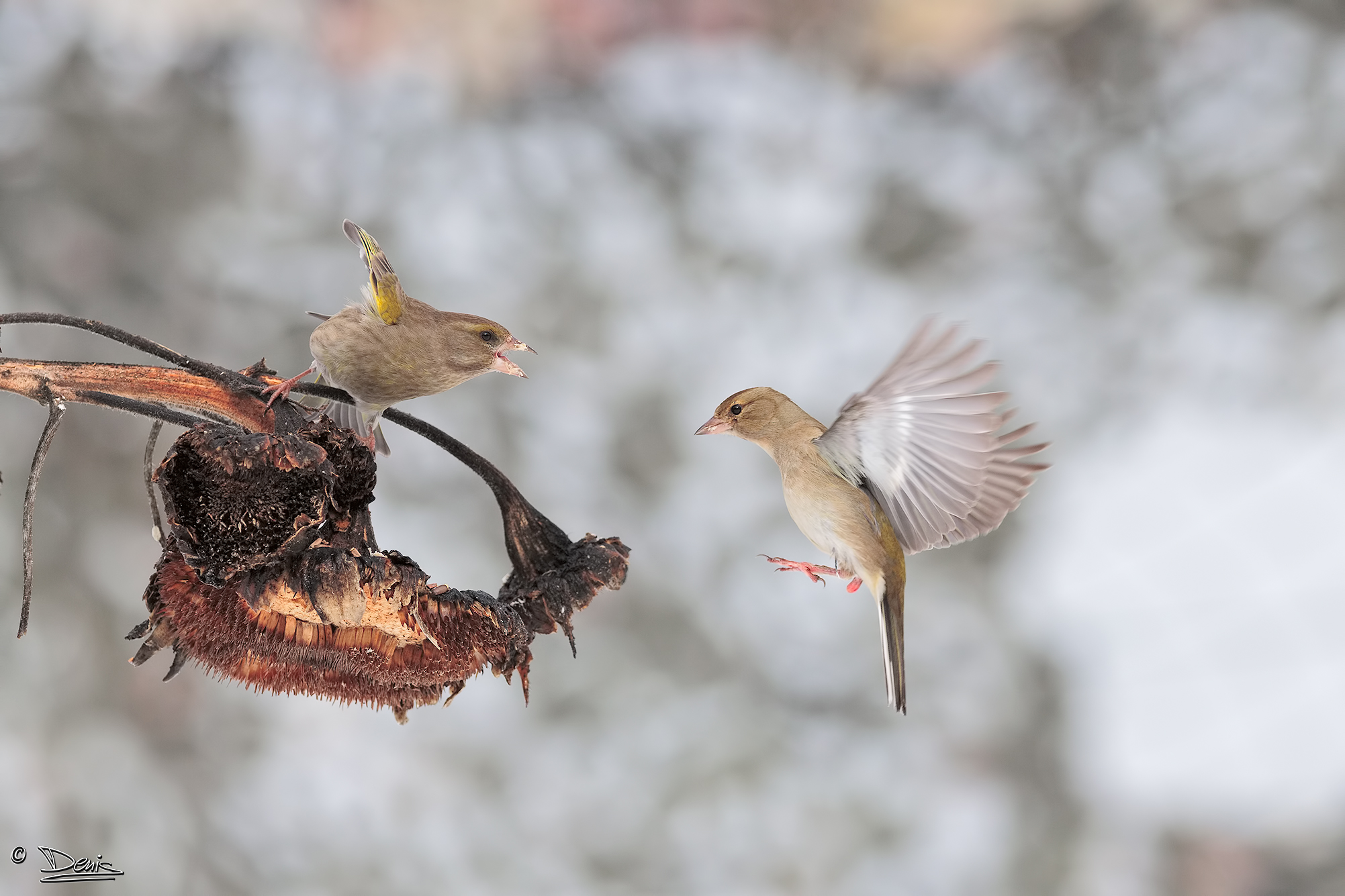 The unwelcome companion warning