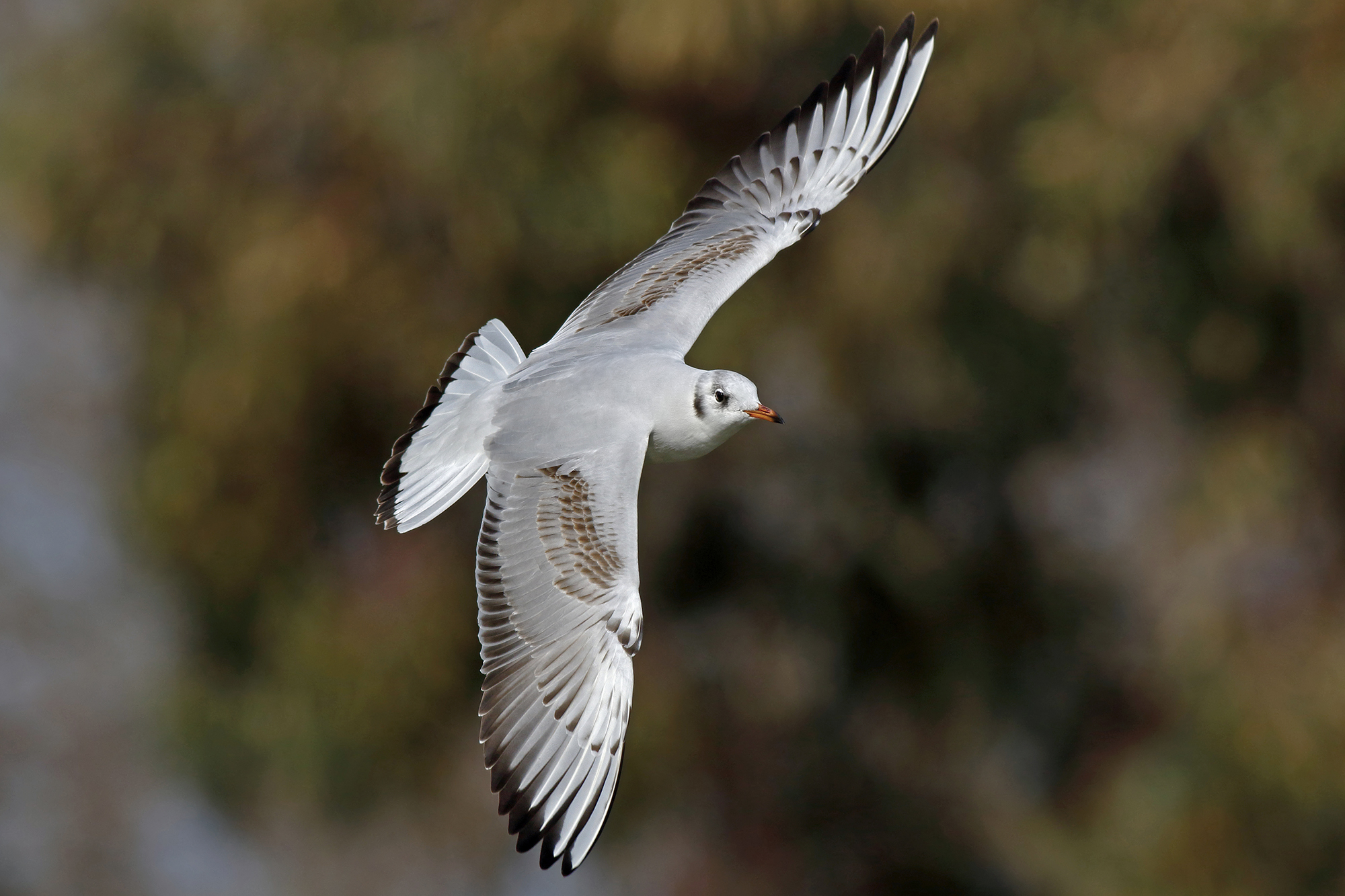 Seagull common juv.
