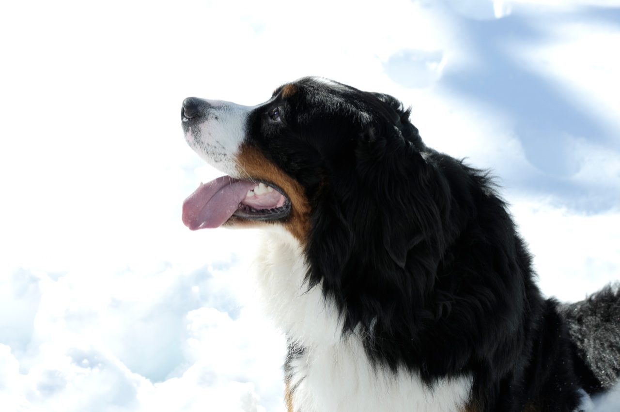 Bernese Mountain Dog