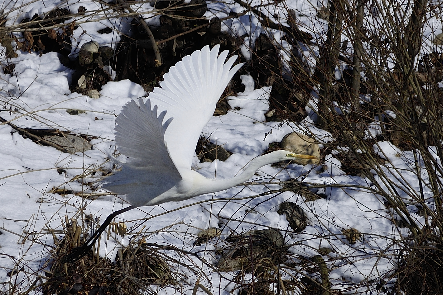 Airone bianco con neve