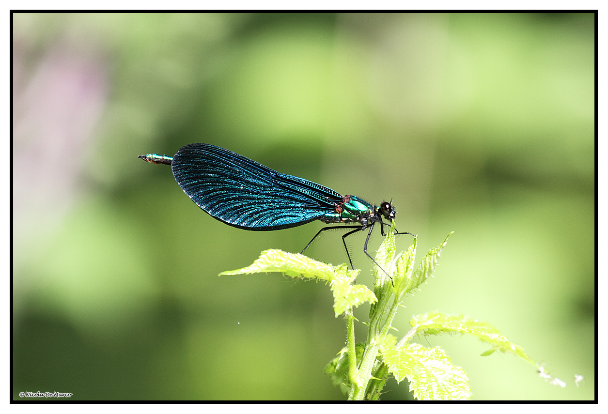 Dragonfly Agri River