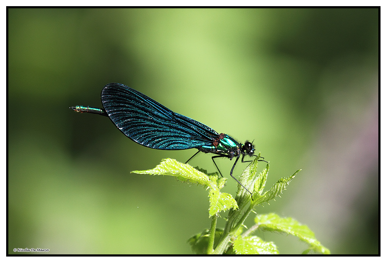 Libellula fiume Agri