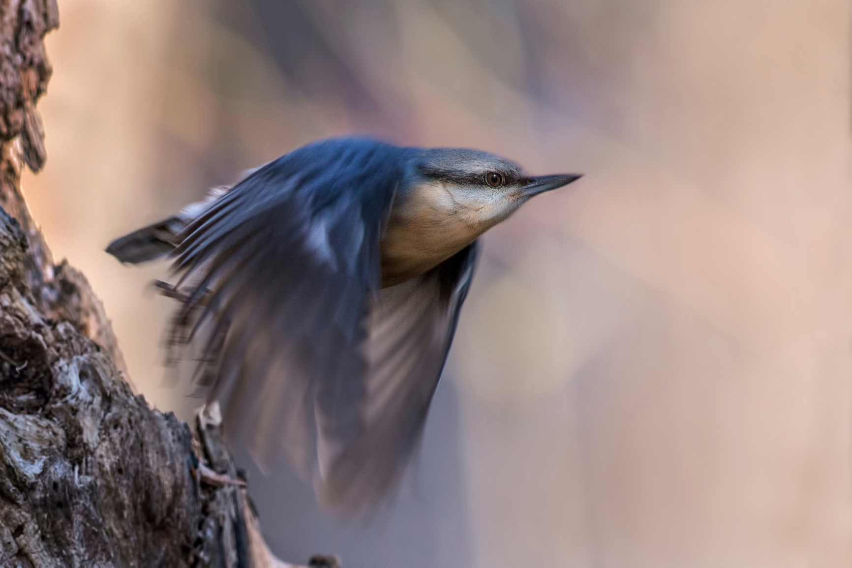 nuthatch