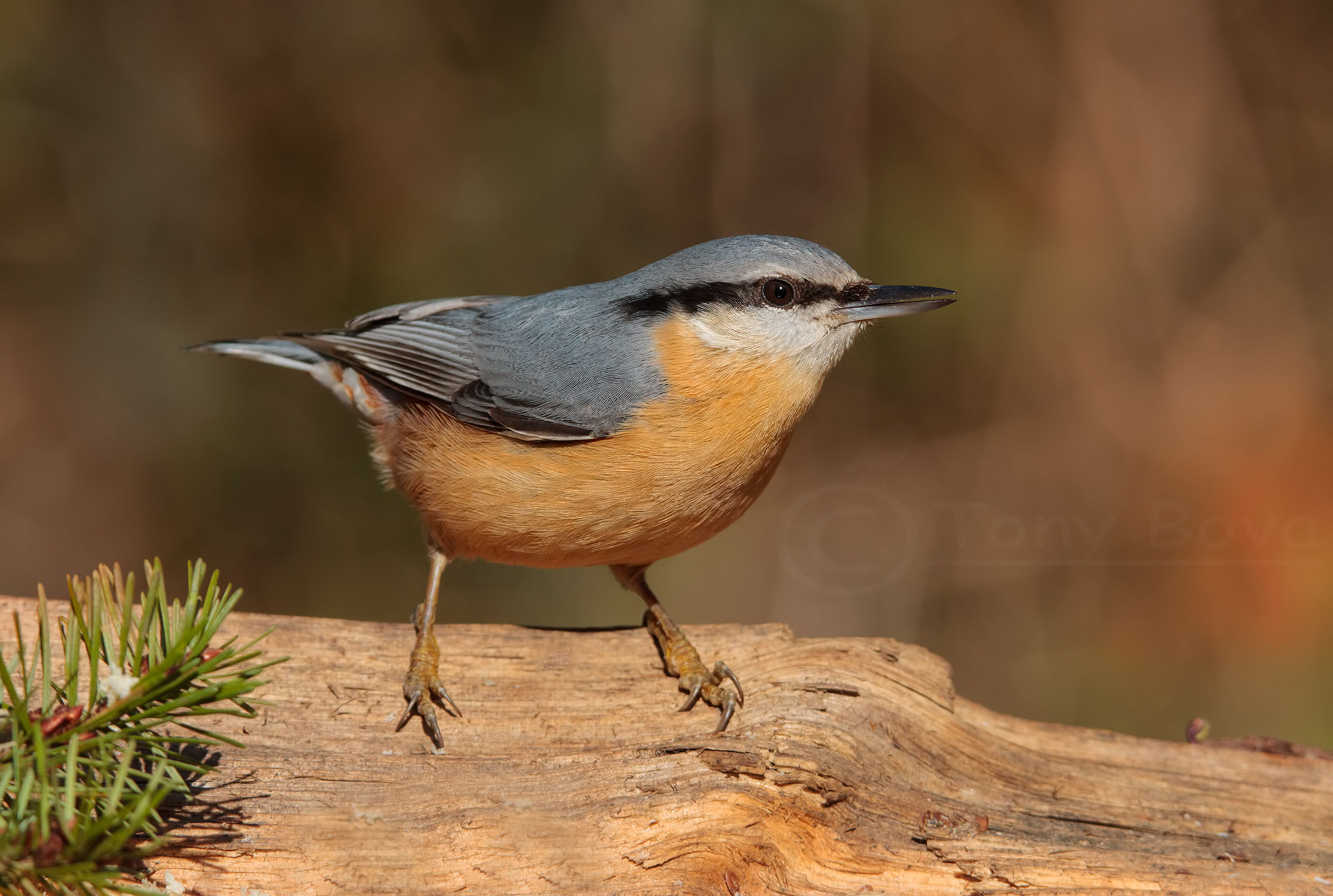 nuthatch
