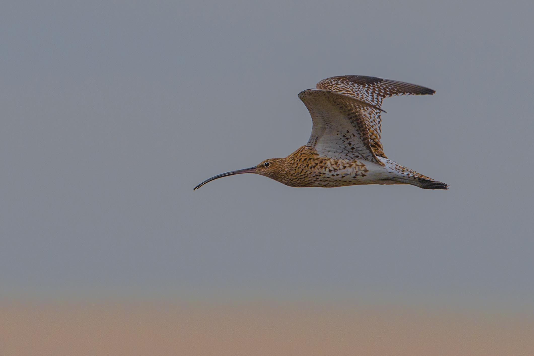 Curlew in flight