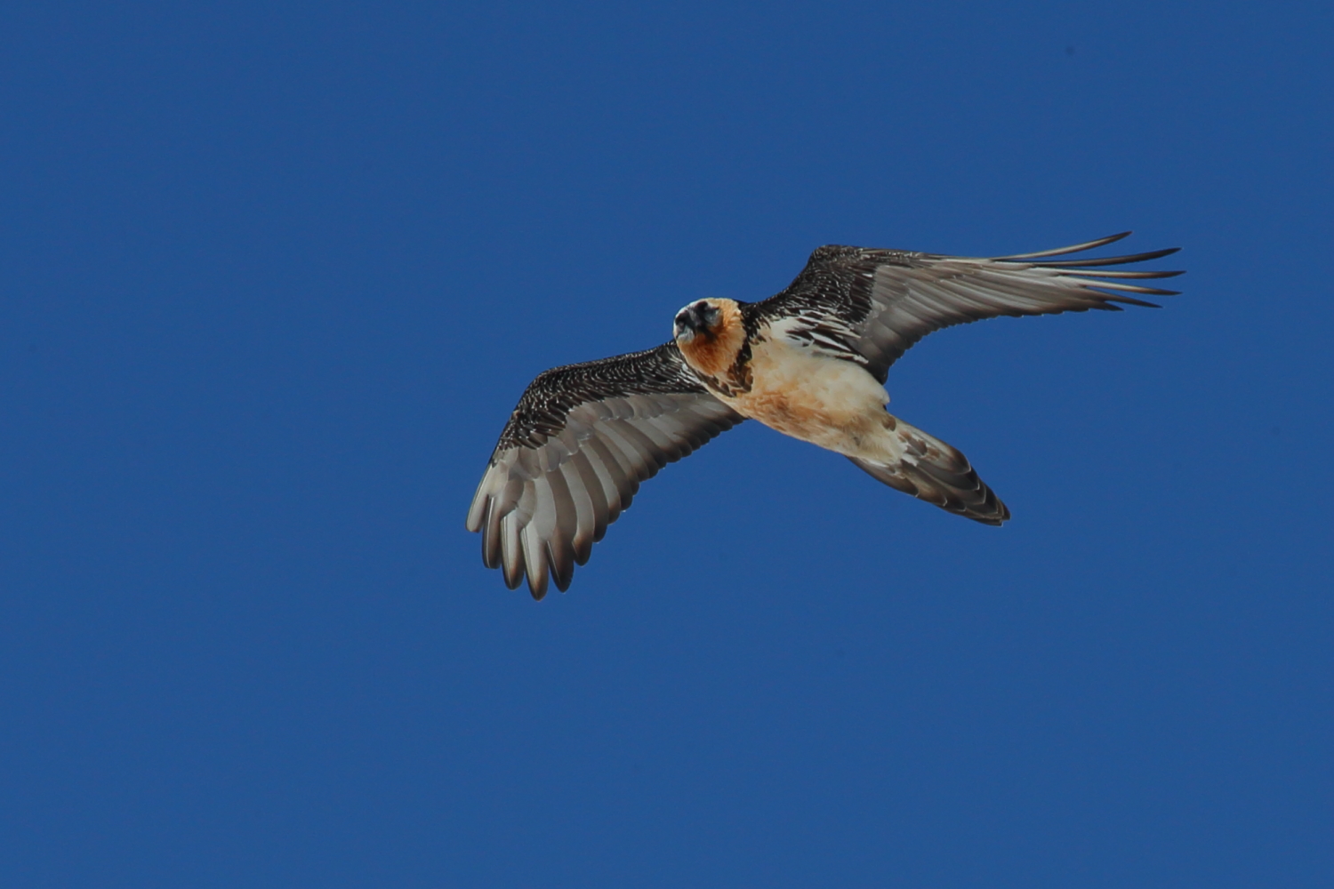 Gipeto 6 marzo 2016/2