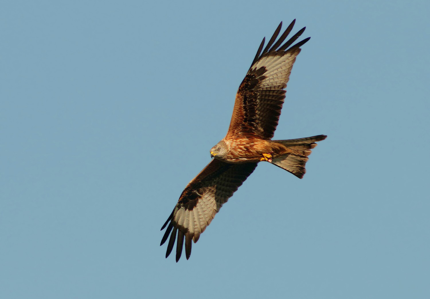 Red Kite with lunch