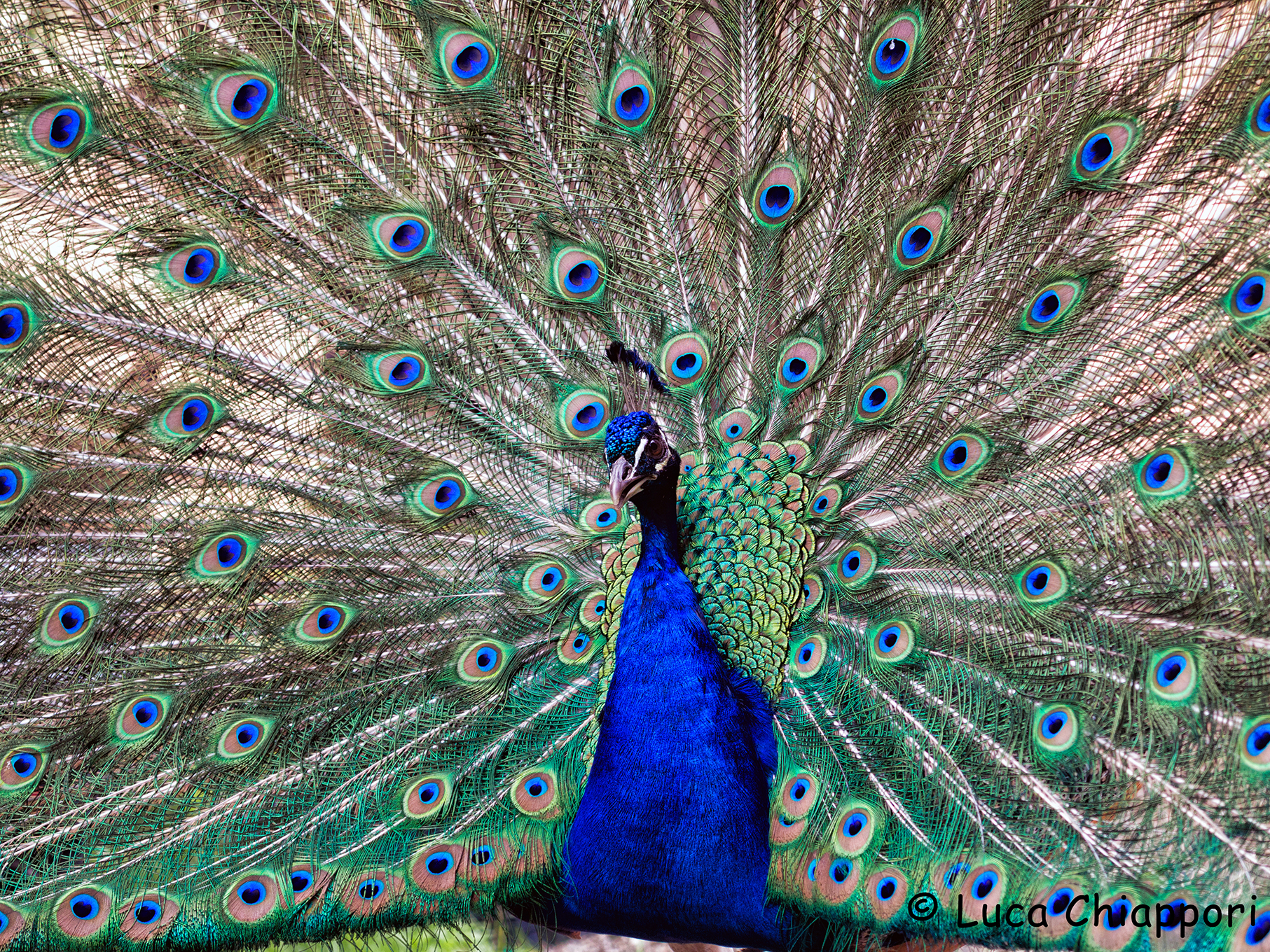 Il pavone che si pavoneggia!