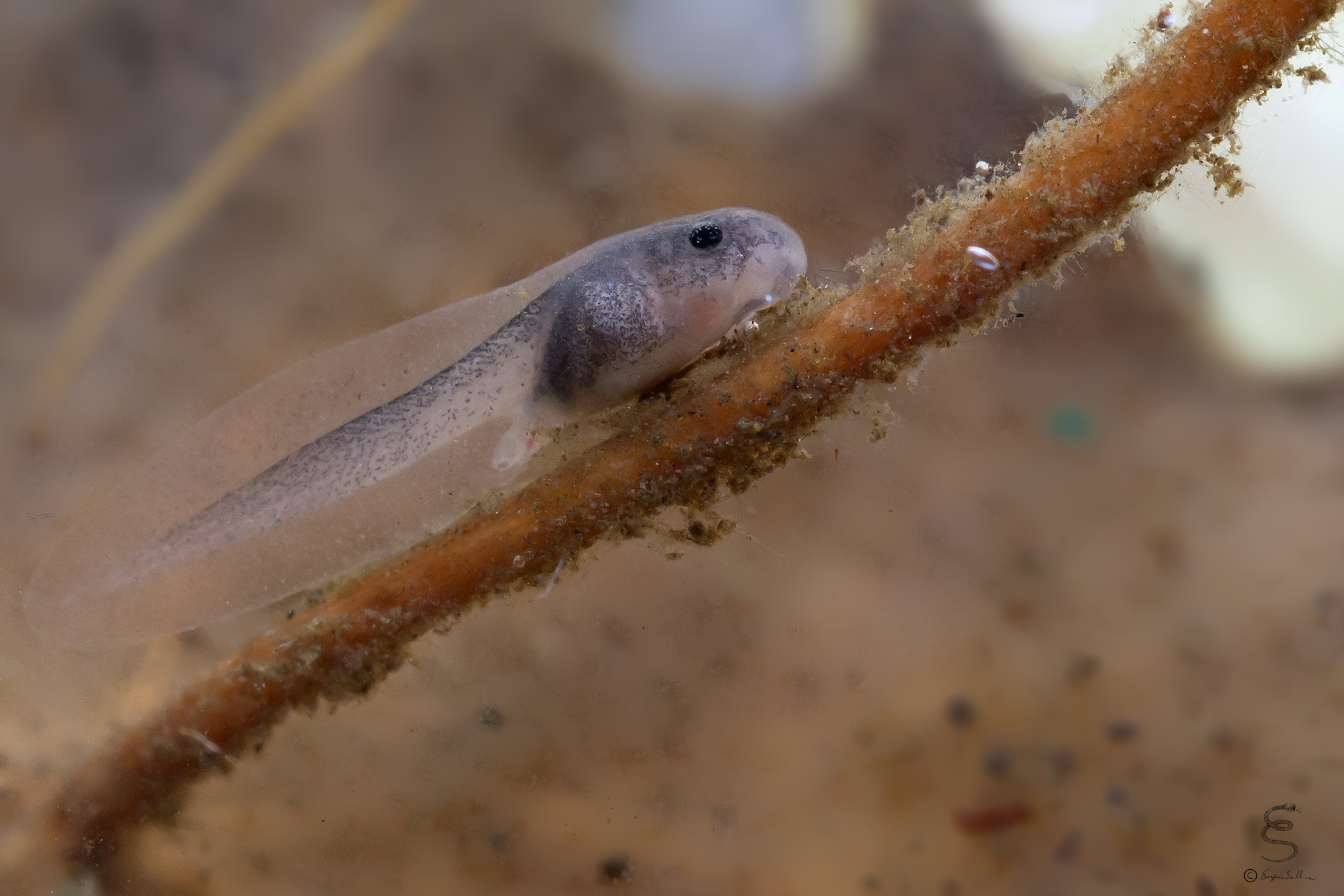 Giovane girino di Rana italica