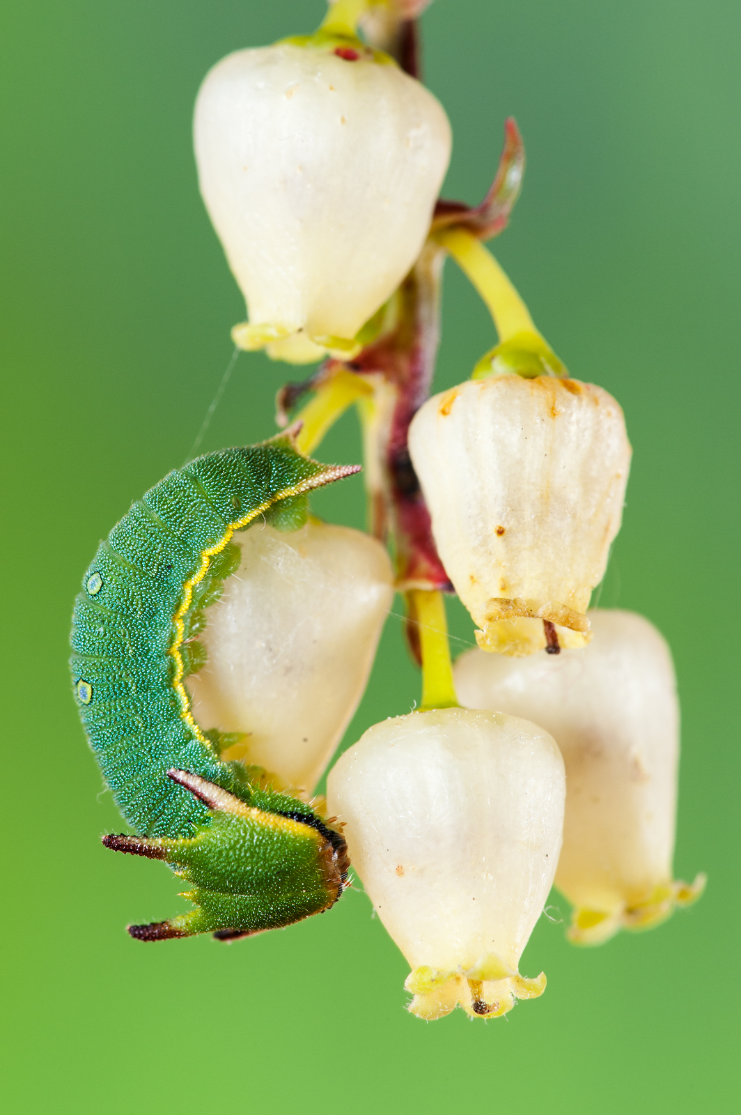 Fra i fiori del corbezzolo