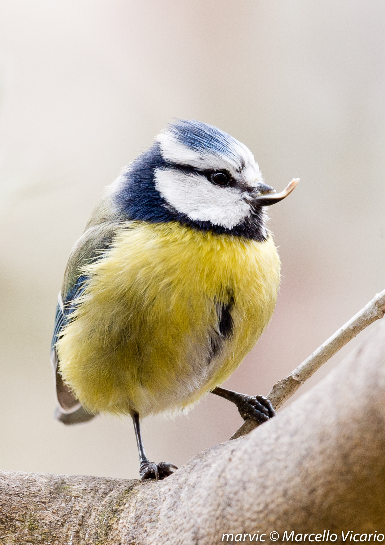 Tit curved beak