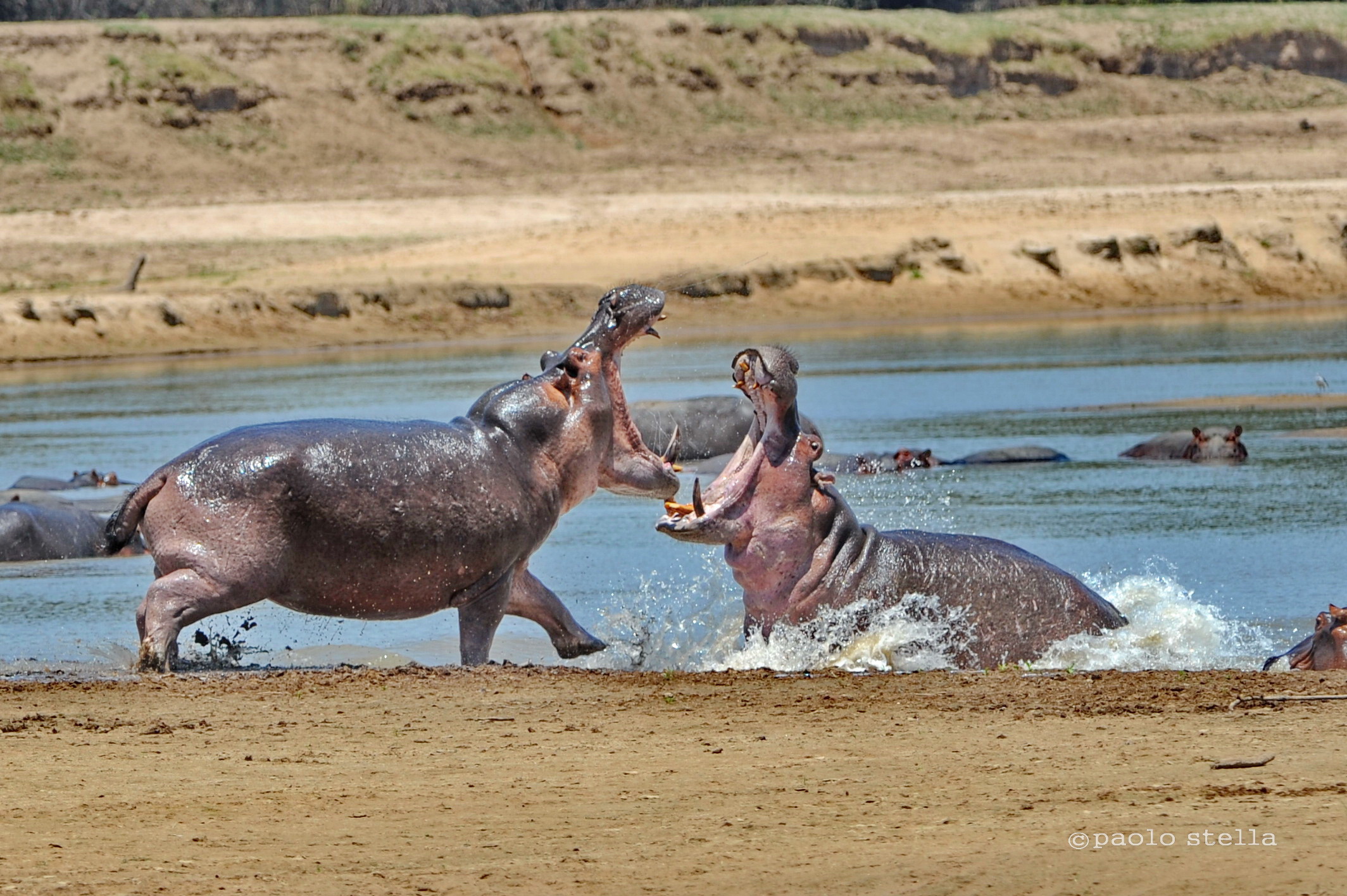 fighting hippos