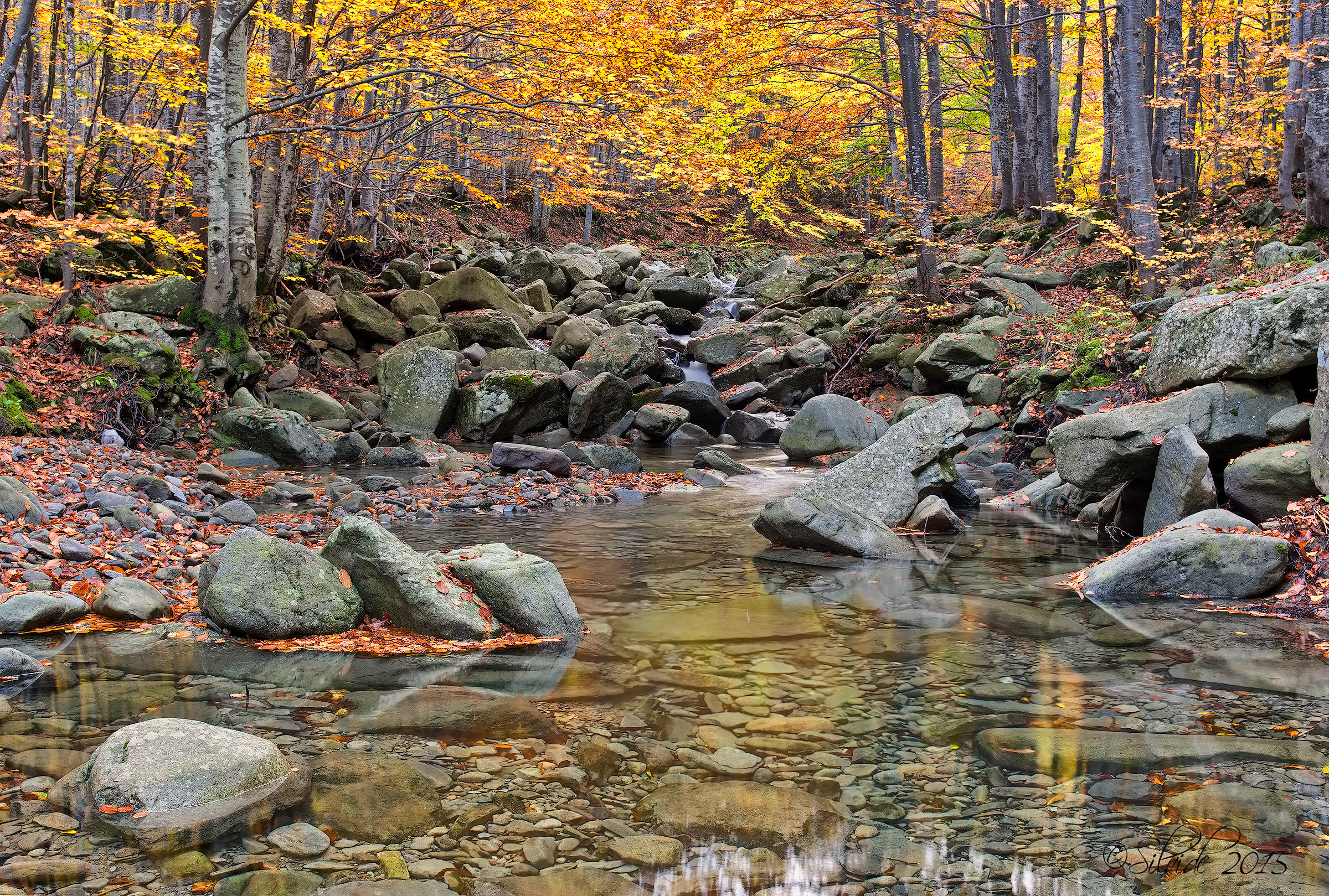 Cedra of Pratospilla