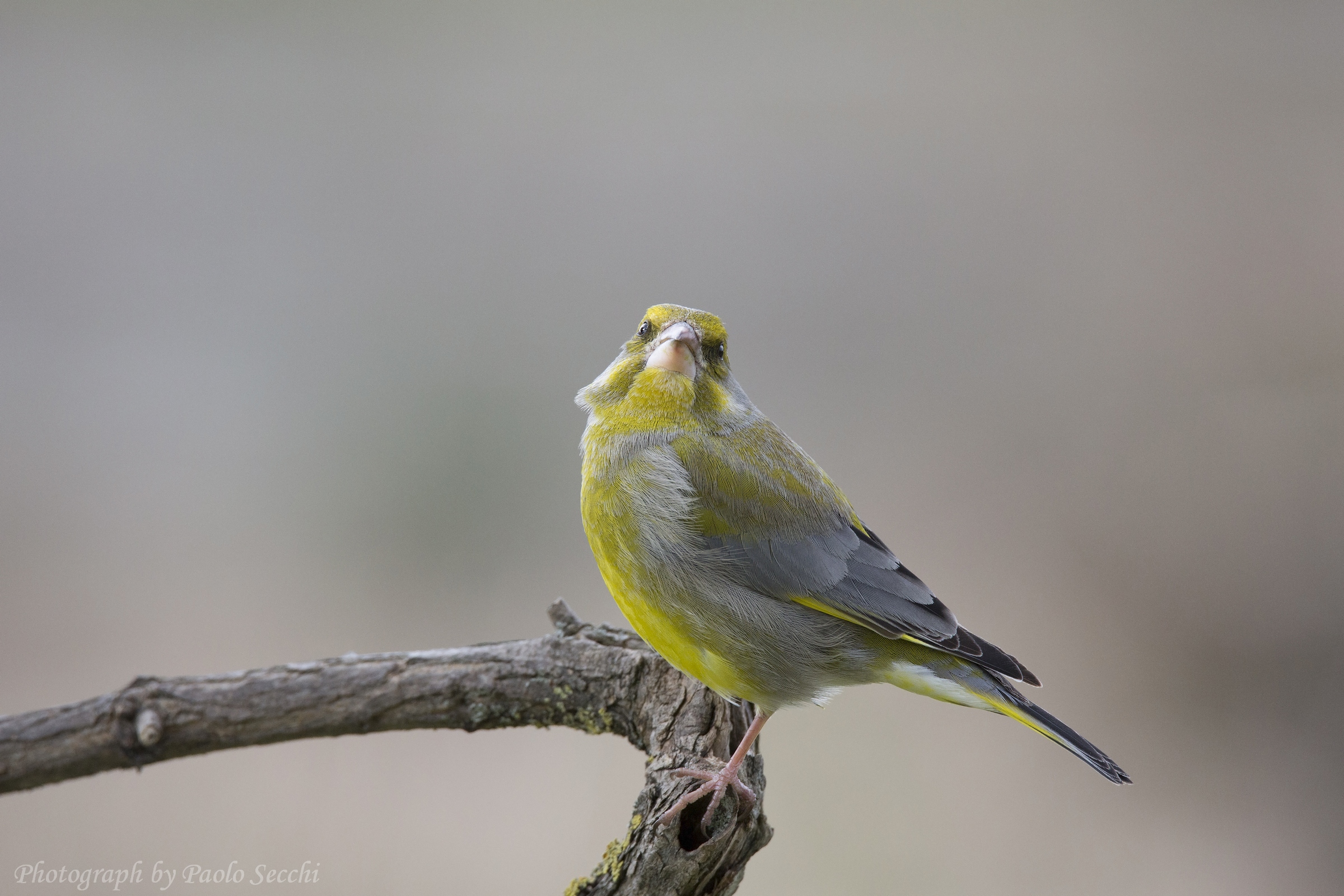 The determination of the greenfinch