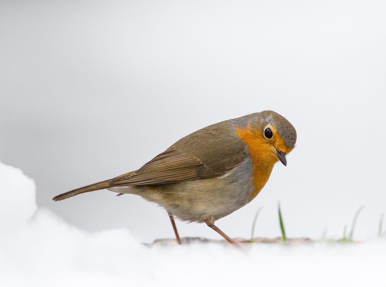 robin in the snow