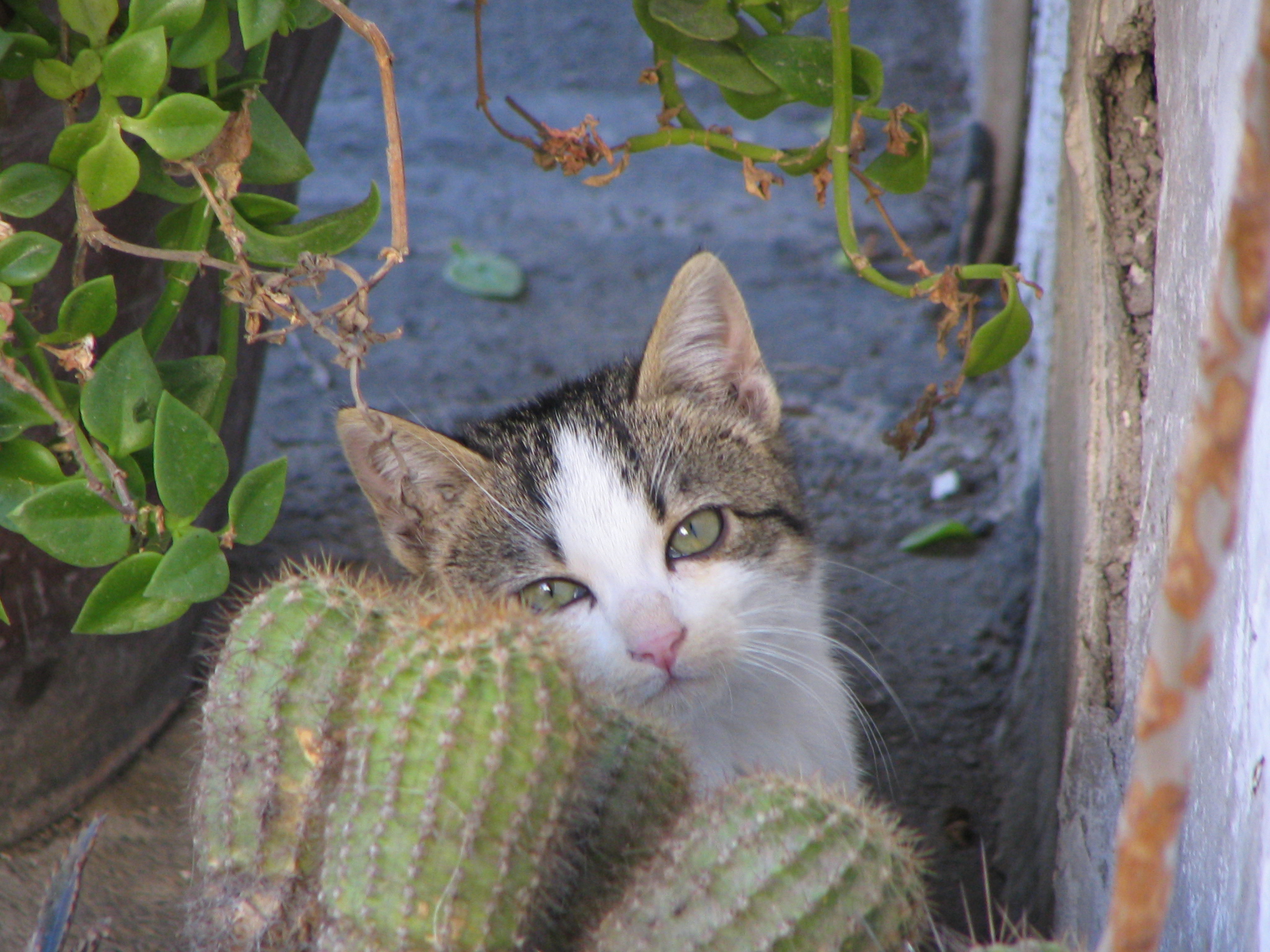 Kitty, attentive to cactus