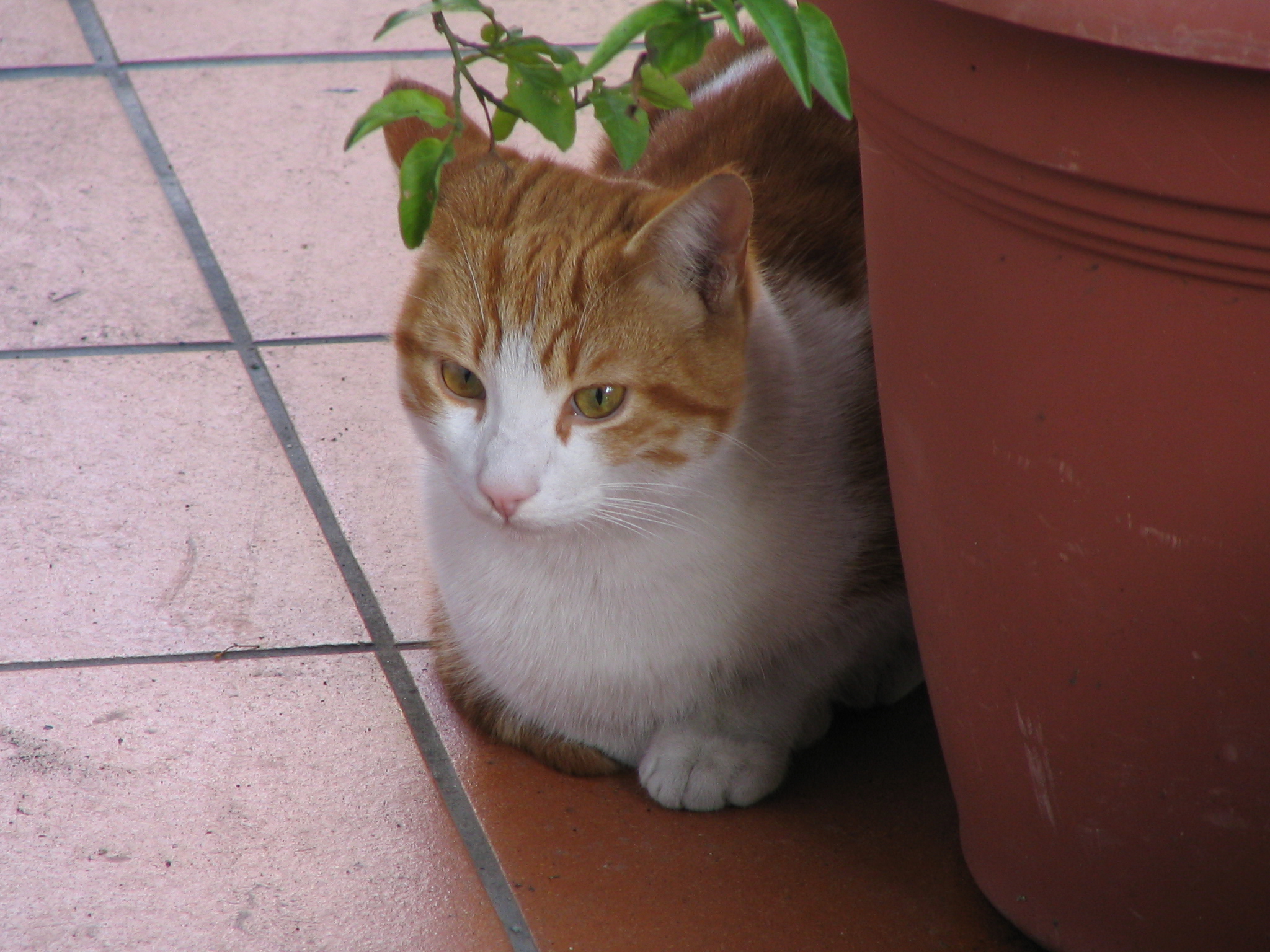 Micio Peppe in attesa dei croccantini