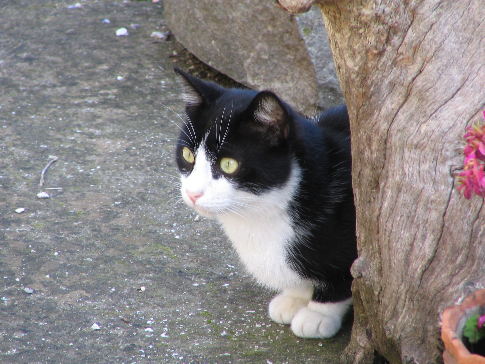 Silvestro... mi è sembrato di veder un uccellino