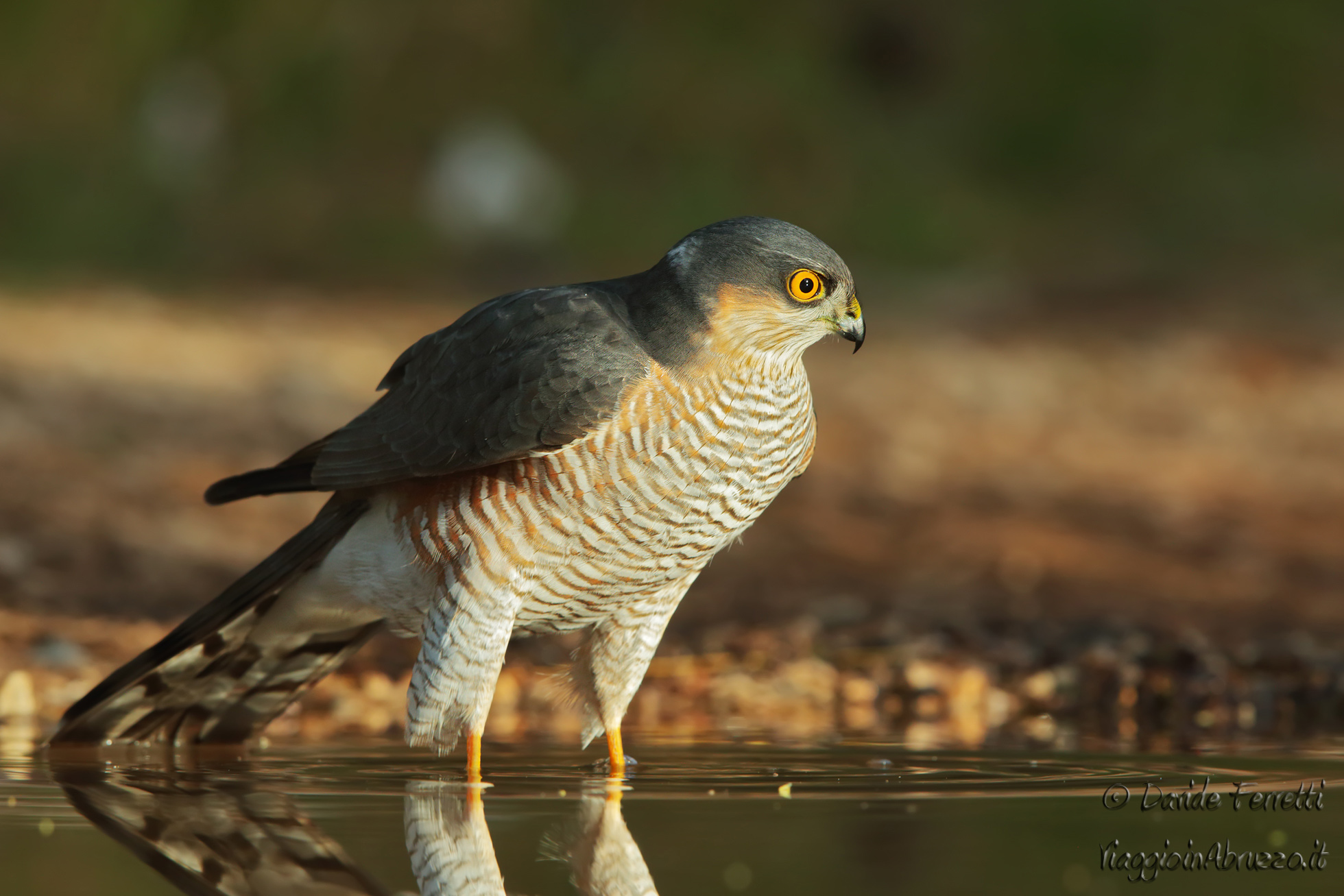 Finally he came also the sparrow hawk ... (Sparrowhawk)