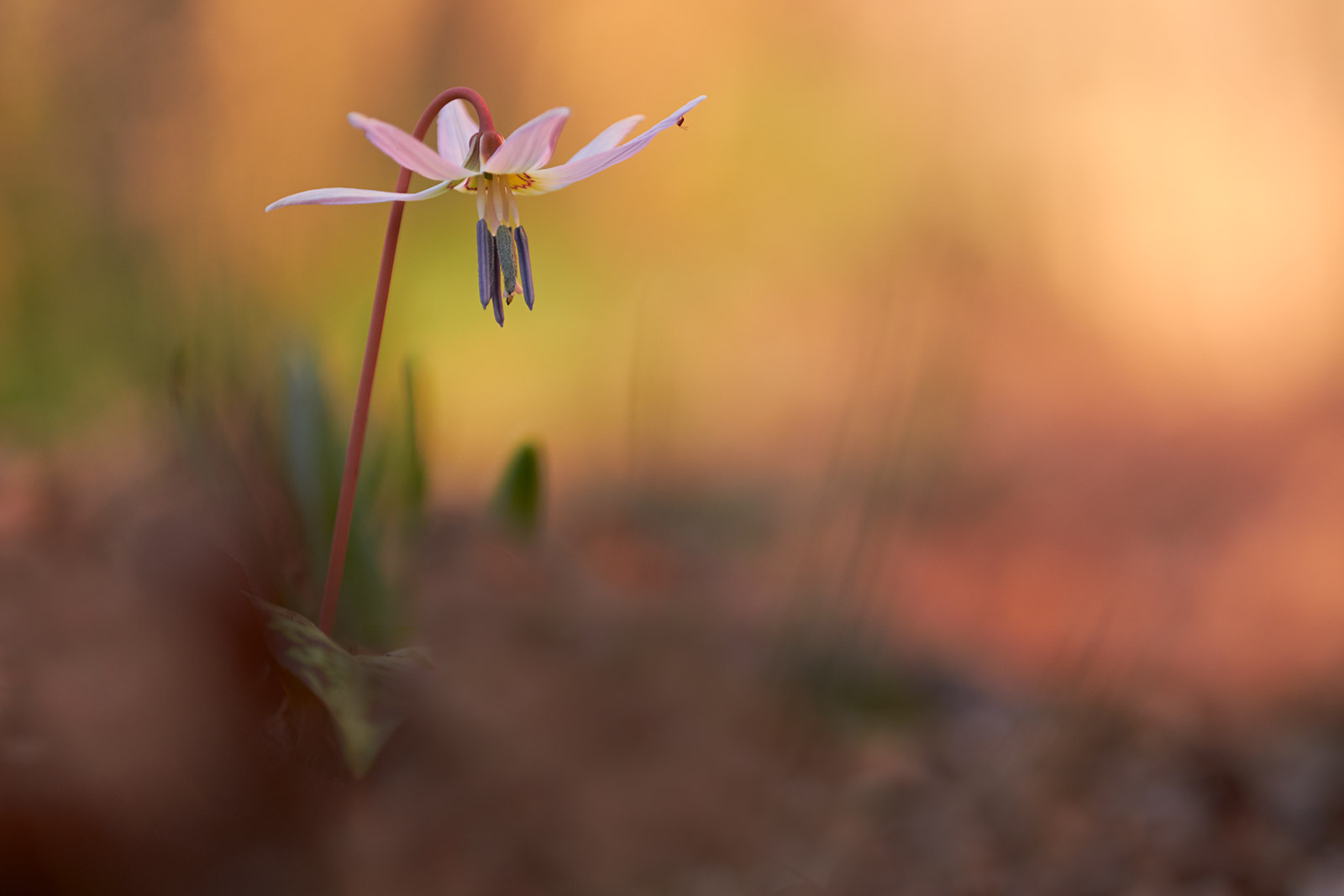 Erythronium dens-canis