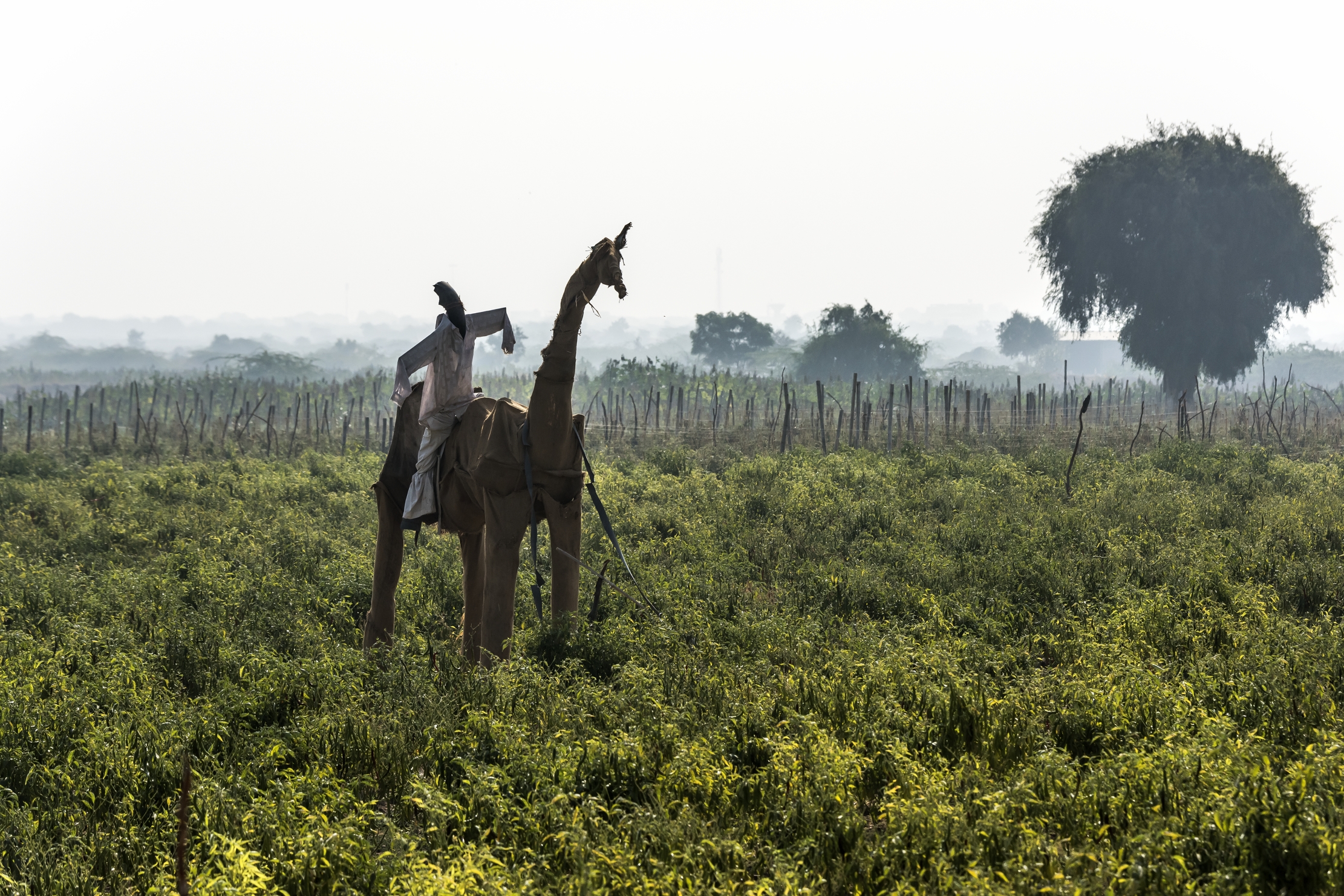 Gujarat 2015 - ....Spaventapasseri....