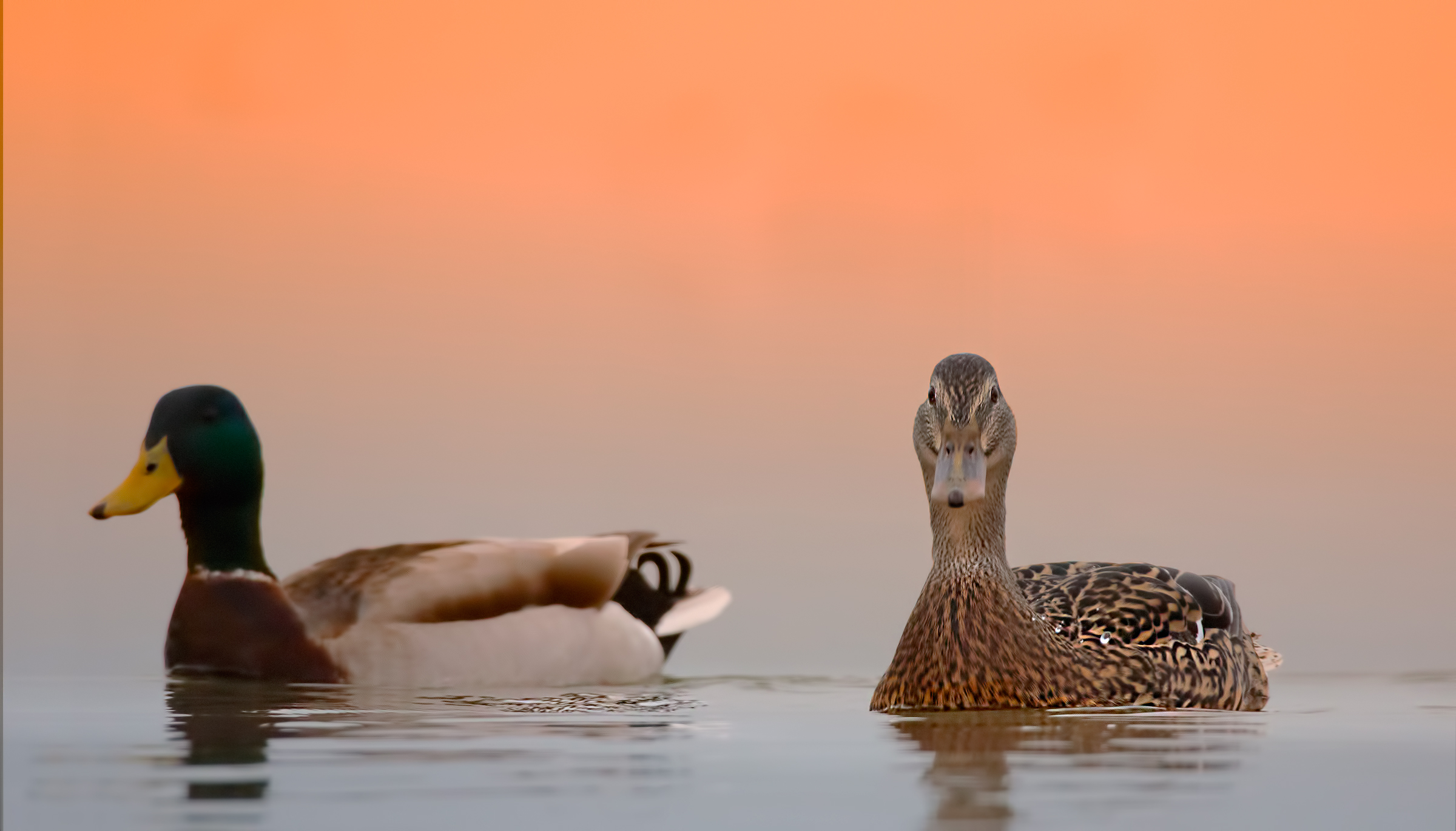 One morning on the lake