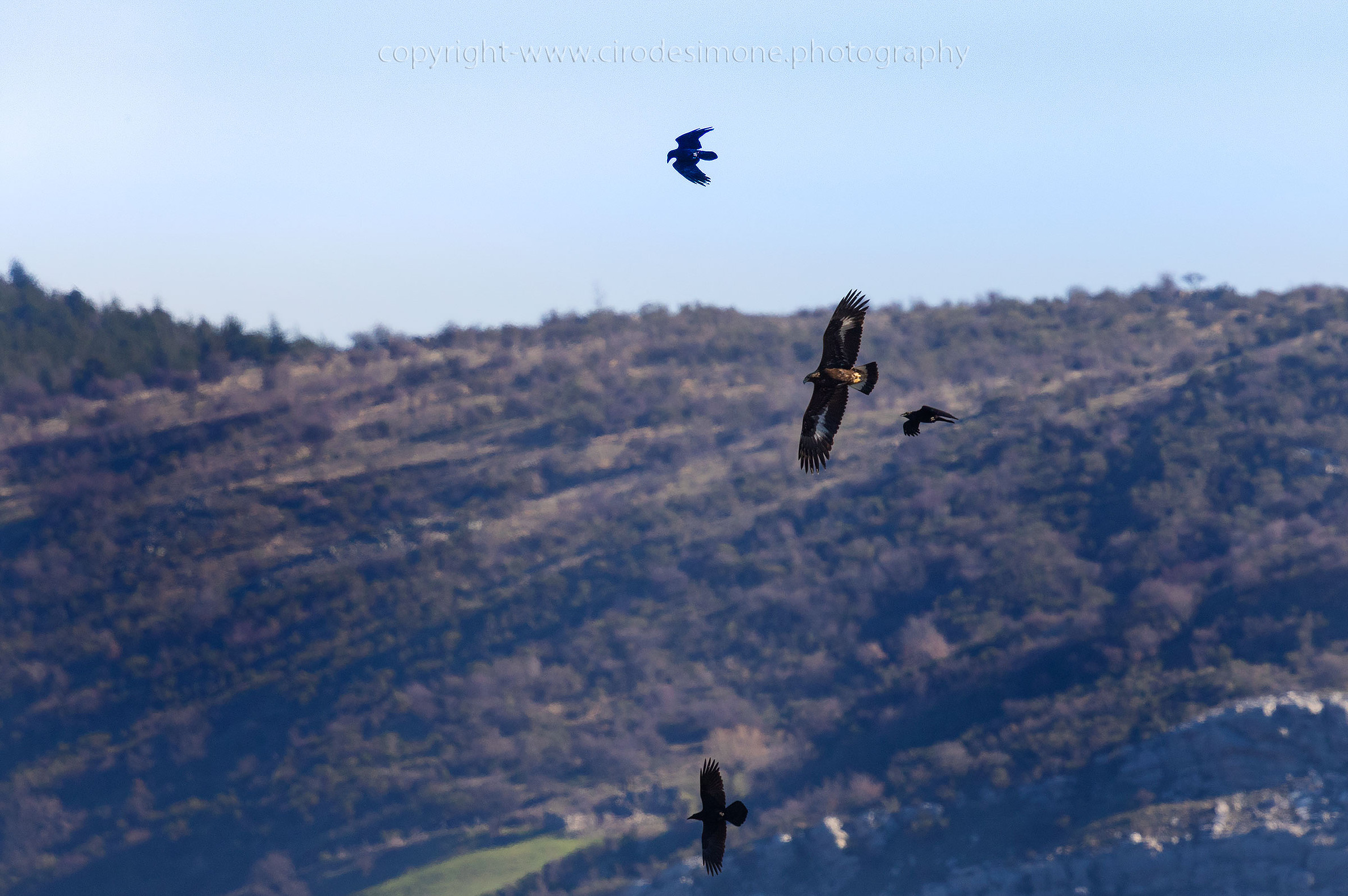 Aquila VS Corvo imperiale