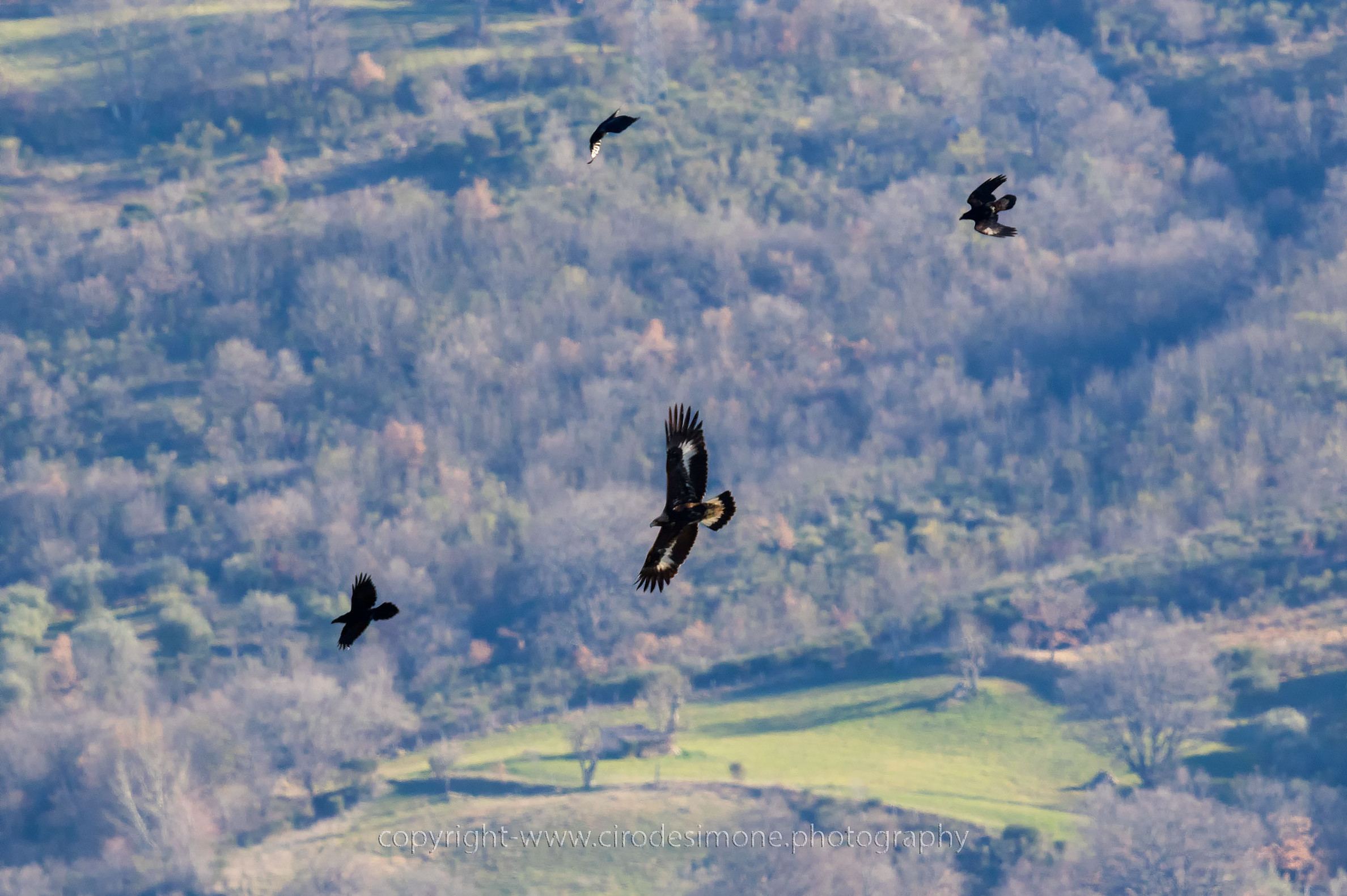 Aquila VS Corvo imperiale