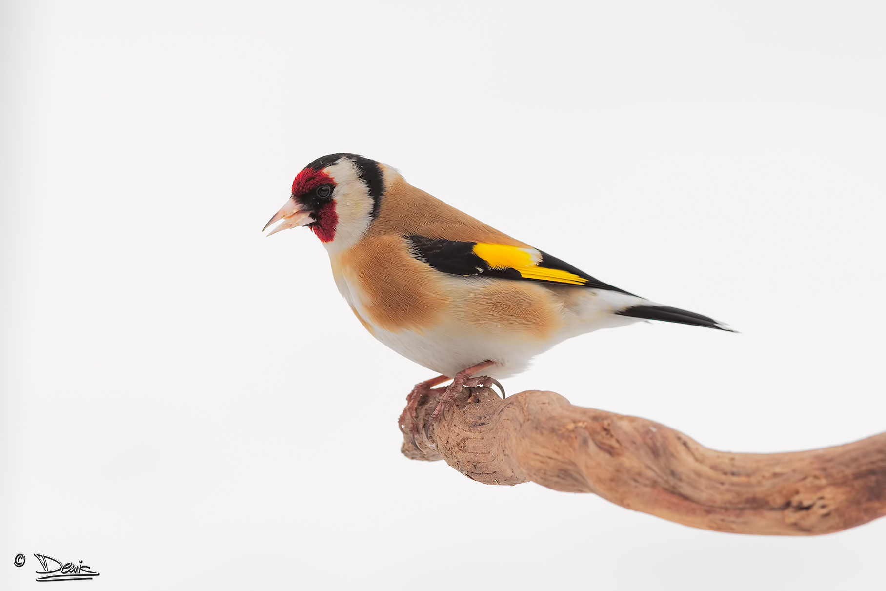 Goldfinch, snowy white background