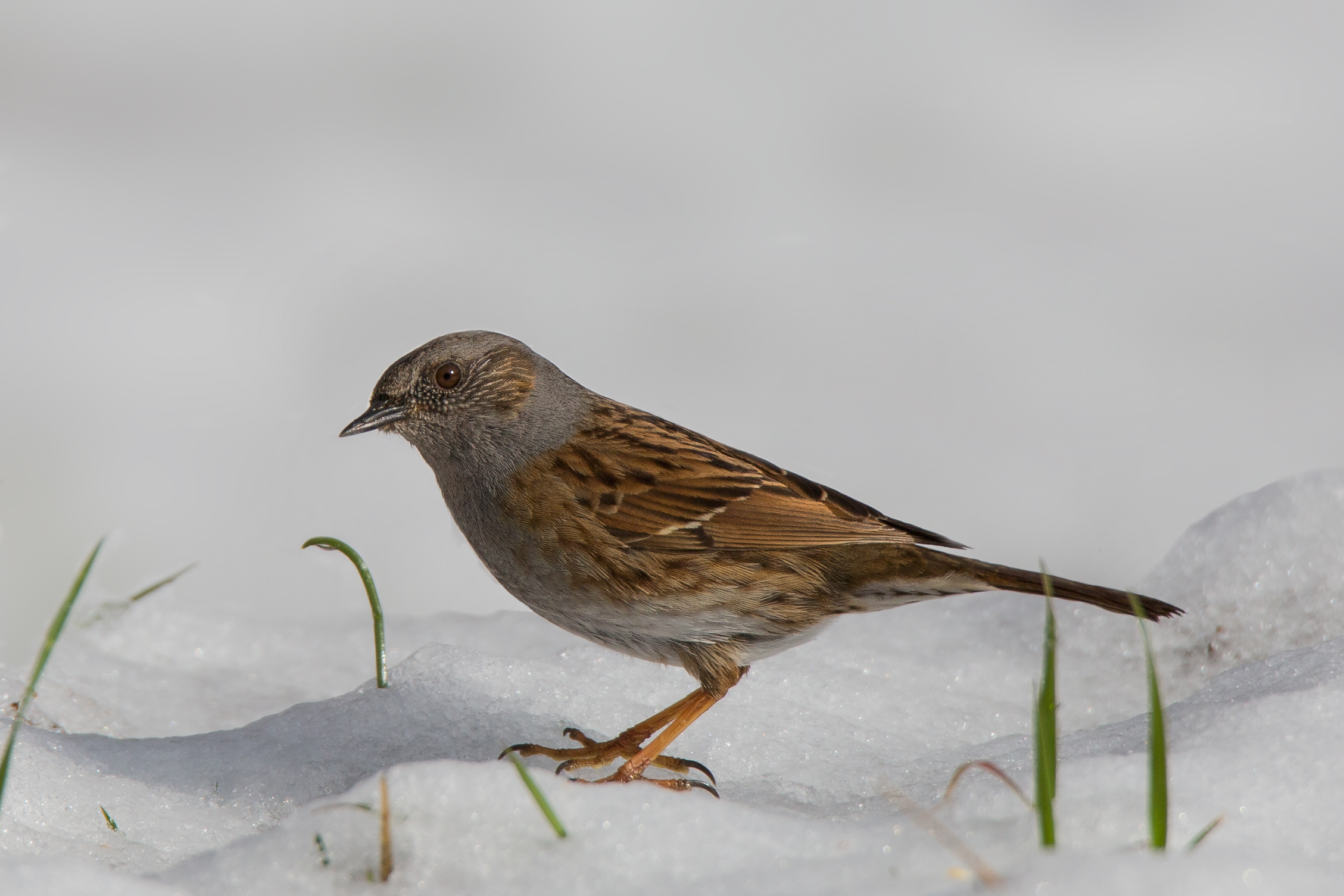 Scopaiola nella neve