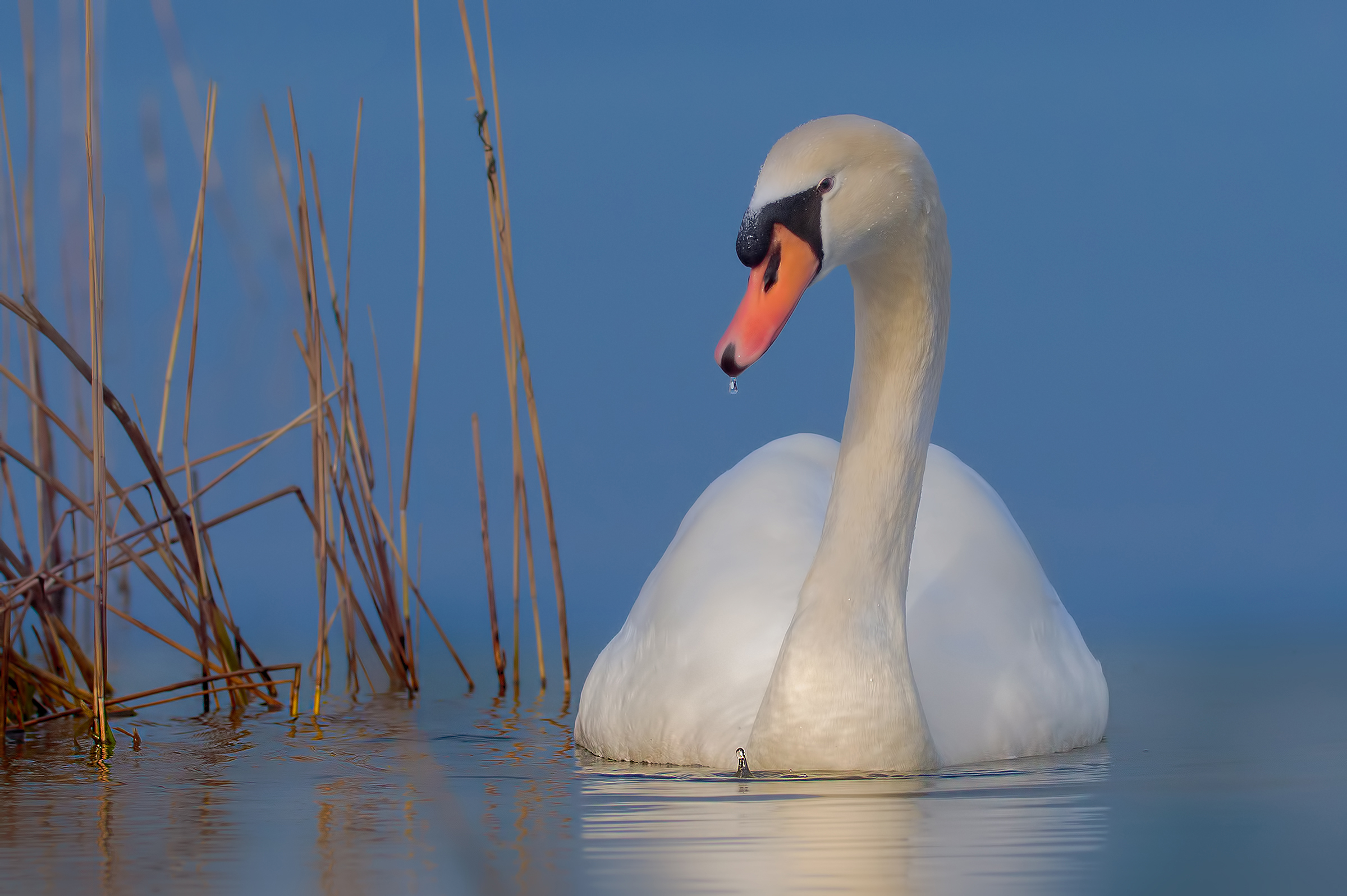 Mute Swan in nature