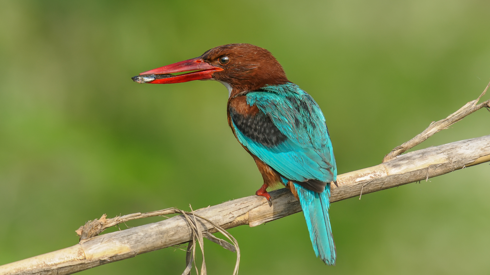 Halcyon smyrnensis »golabianca Kingfisher