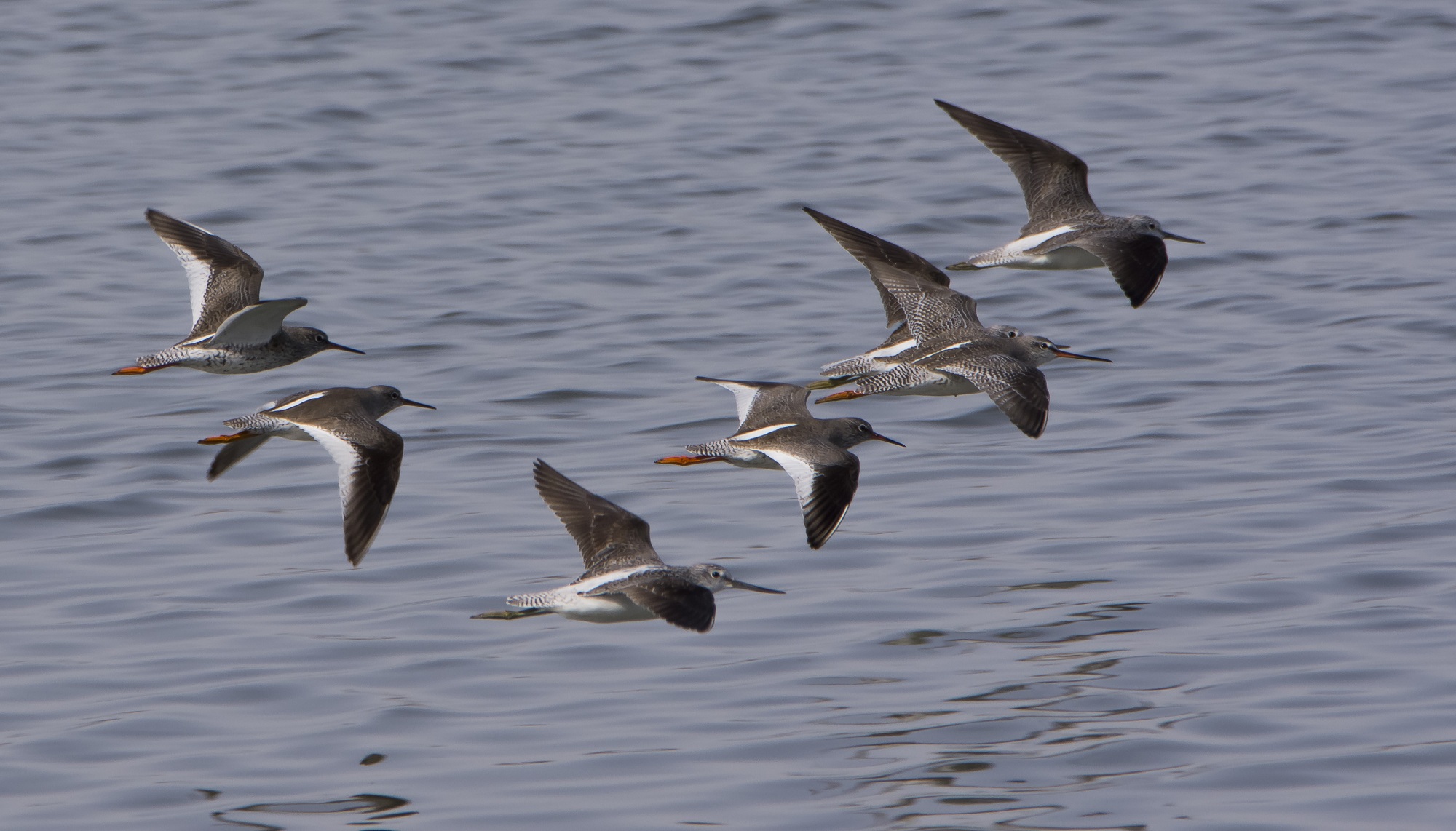 Pantane, Pettegole e Totano Moro in volo