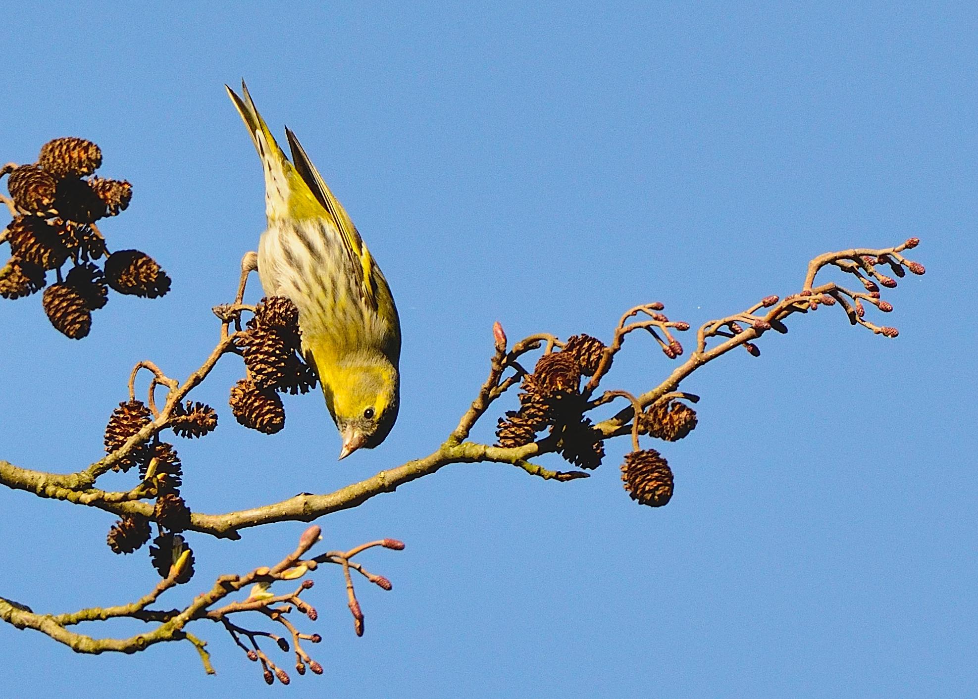 siskin winter
