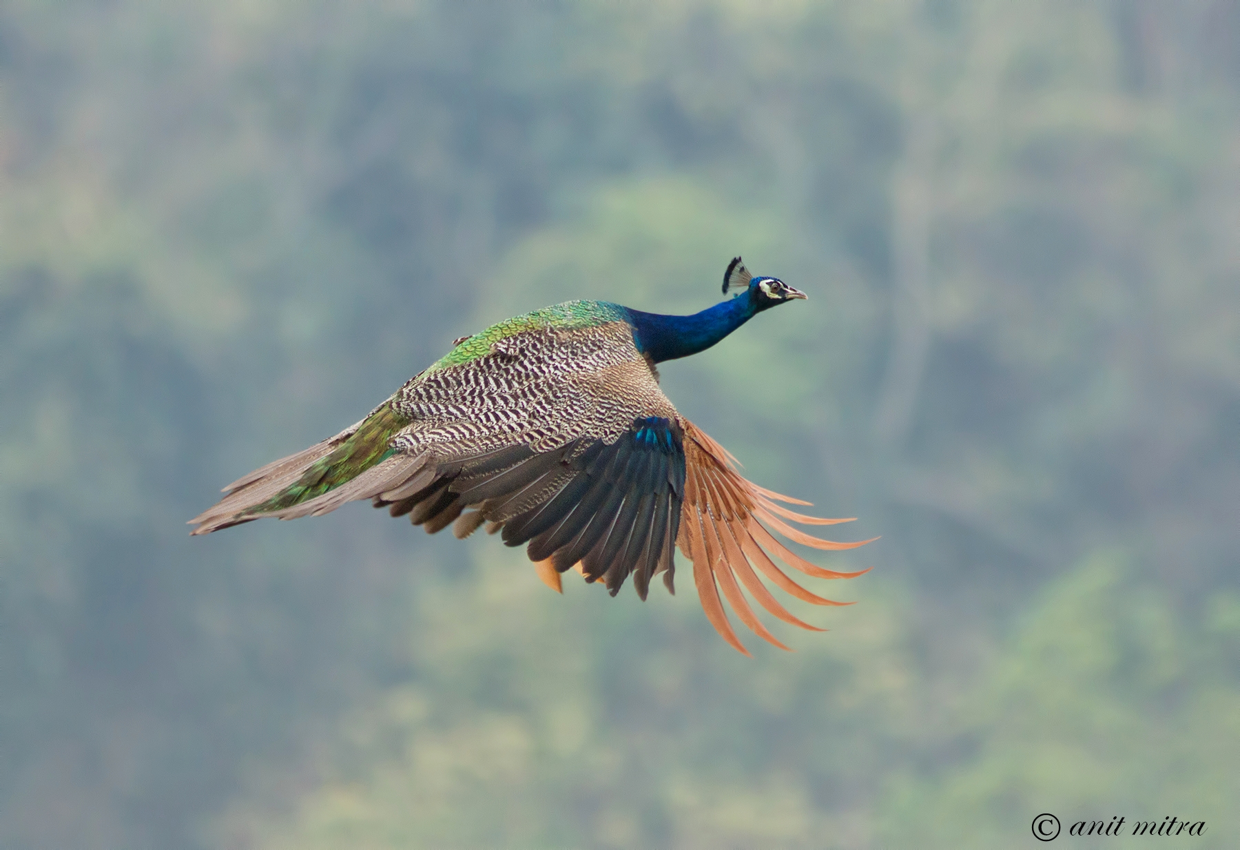 India's National Bird in Flight