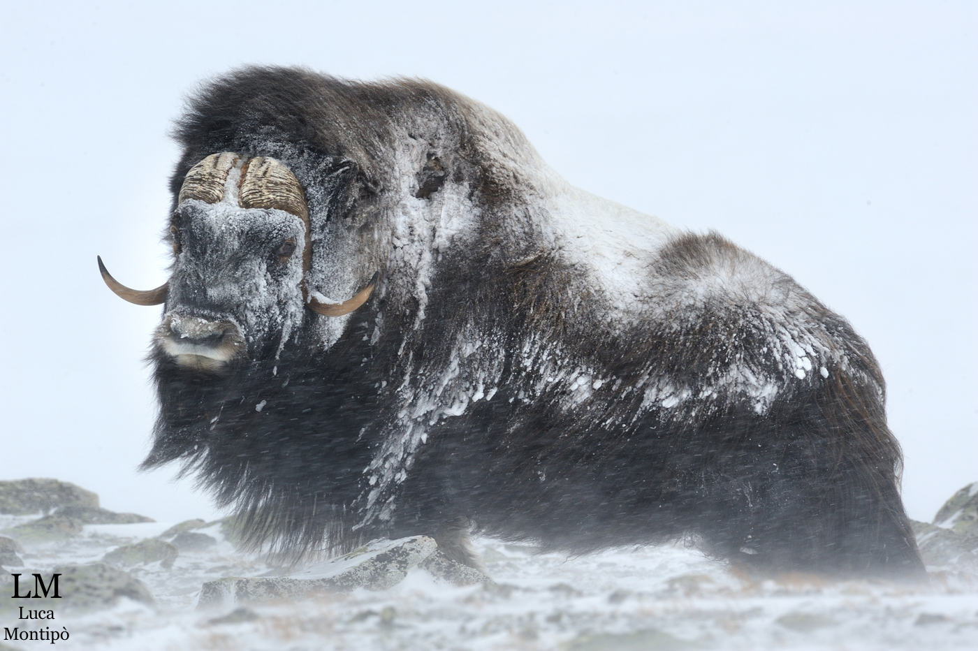 Proud to be Musk Ox
