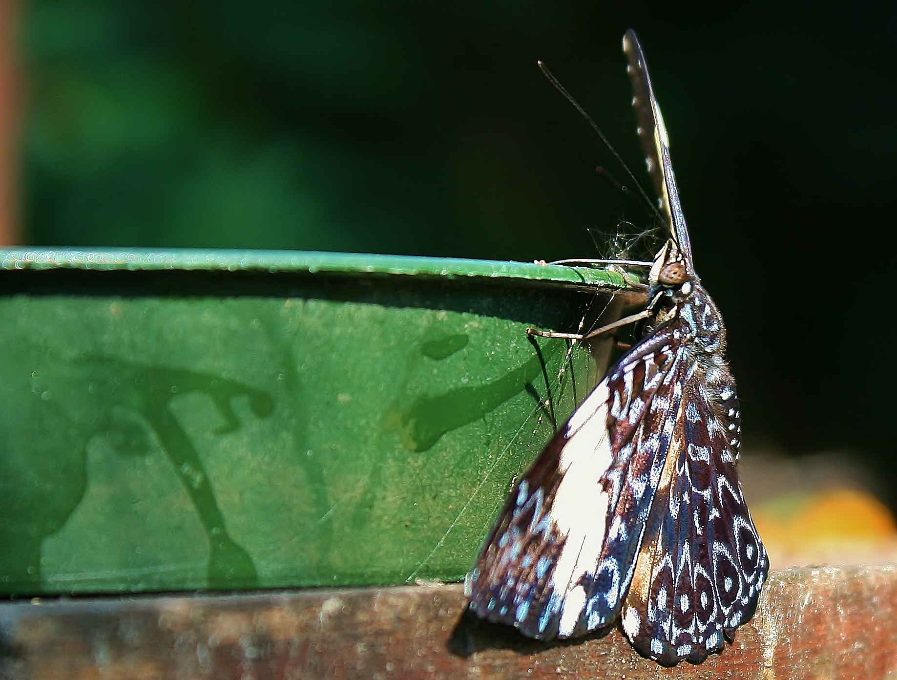 Butterlfy 2 Oasi di Sant'Alessio