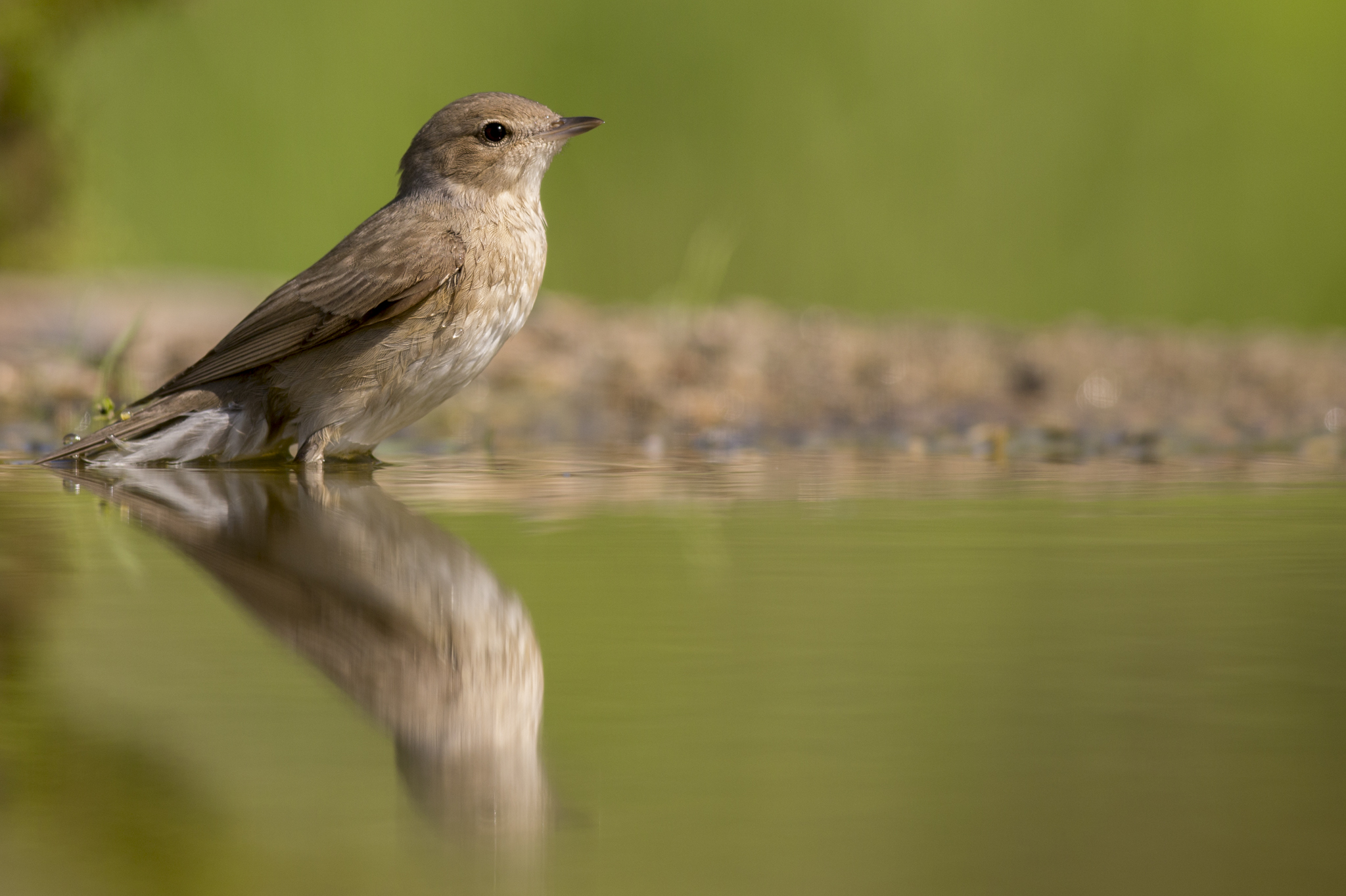 Warbler female to the toilet