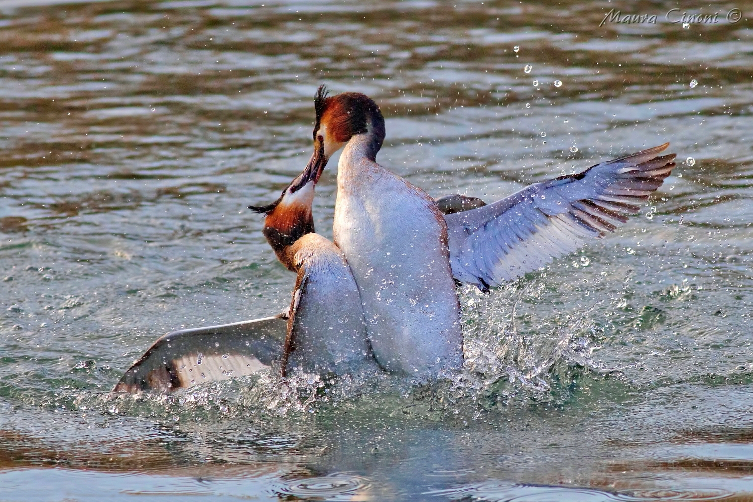 Grebes: Fight for Territory