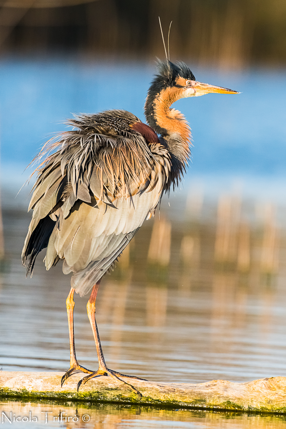Purple Heron at sunset