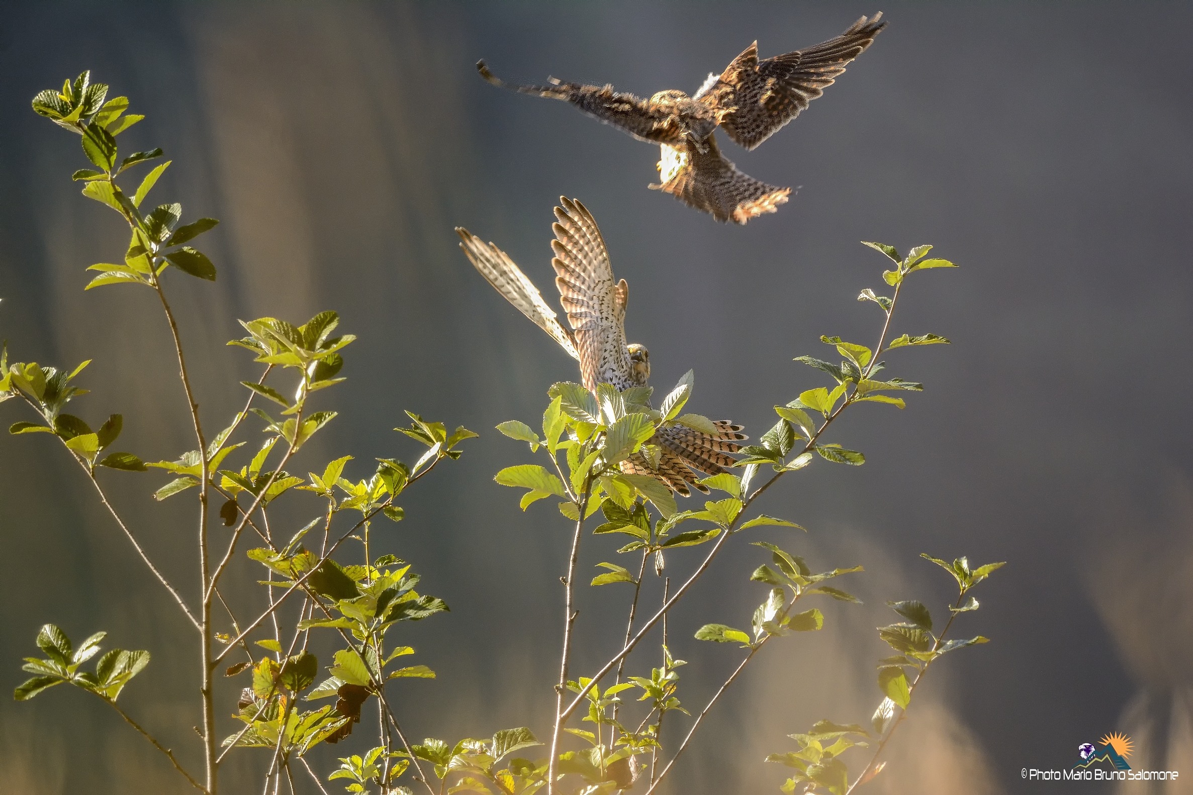 Gheppi,attacchi dall'alto.