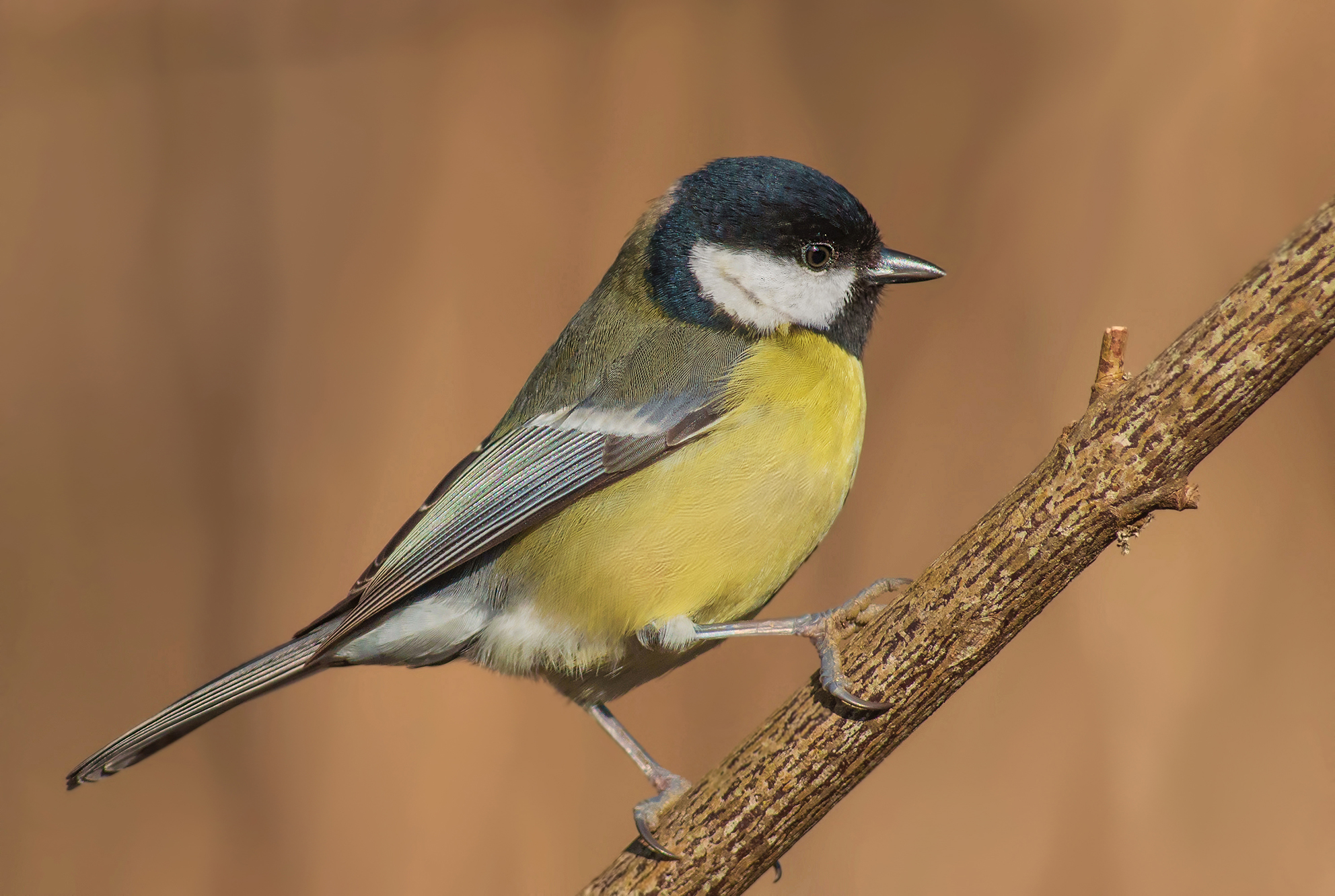 titmouse