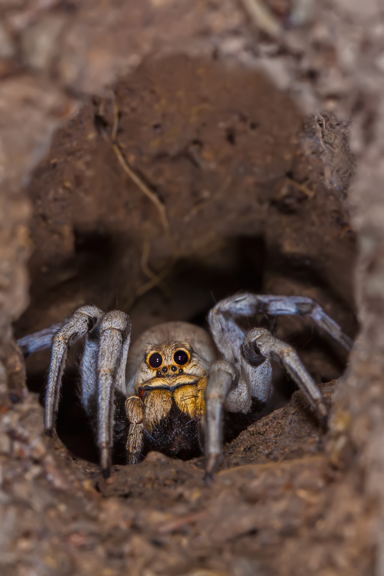 Large Wolf Spider, Emerging from Tunnel