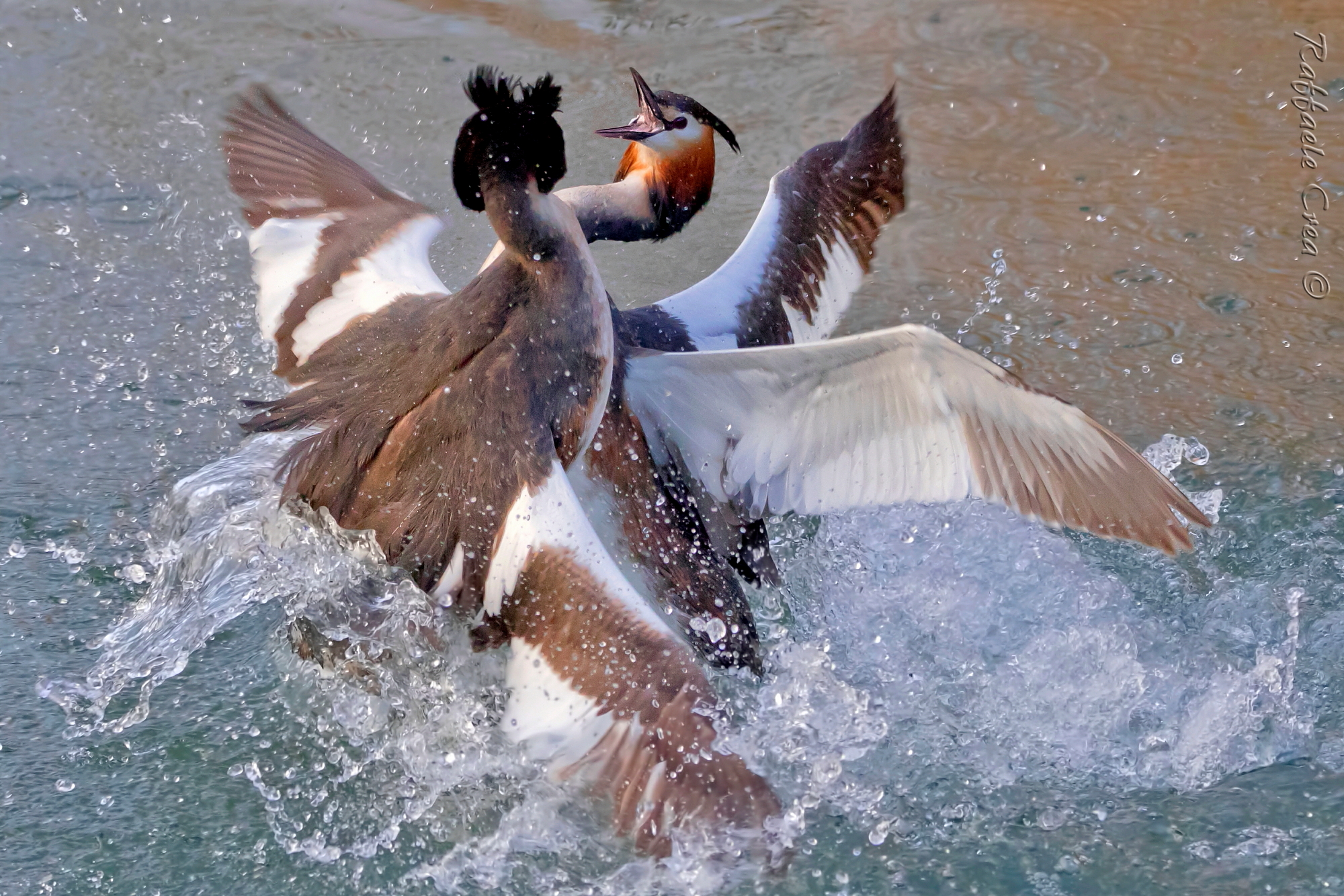 Svassi.Lotta Territoriale