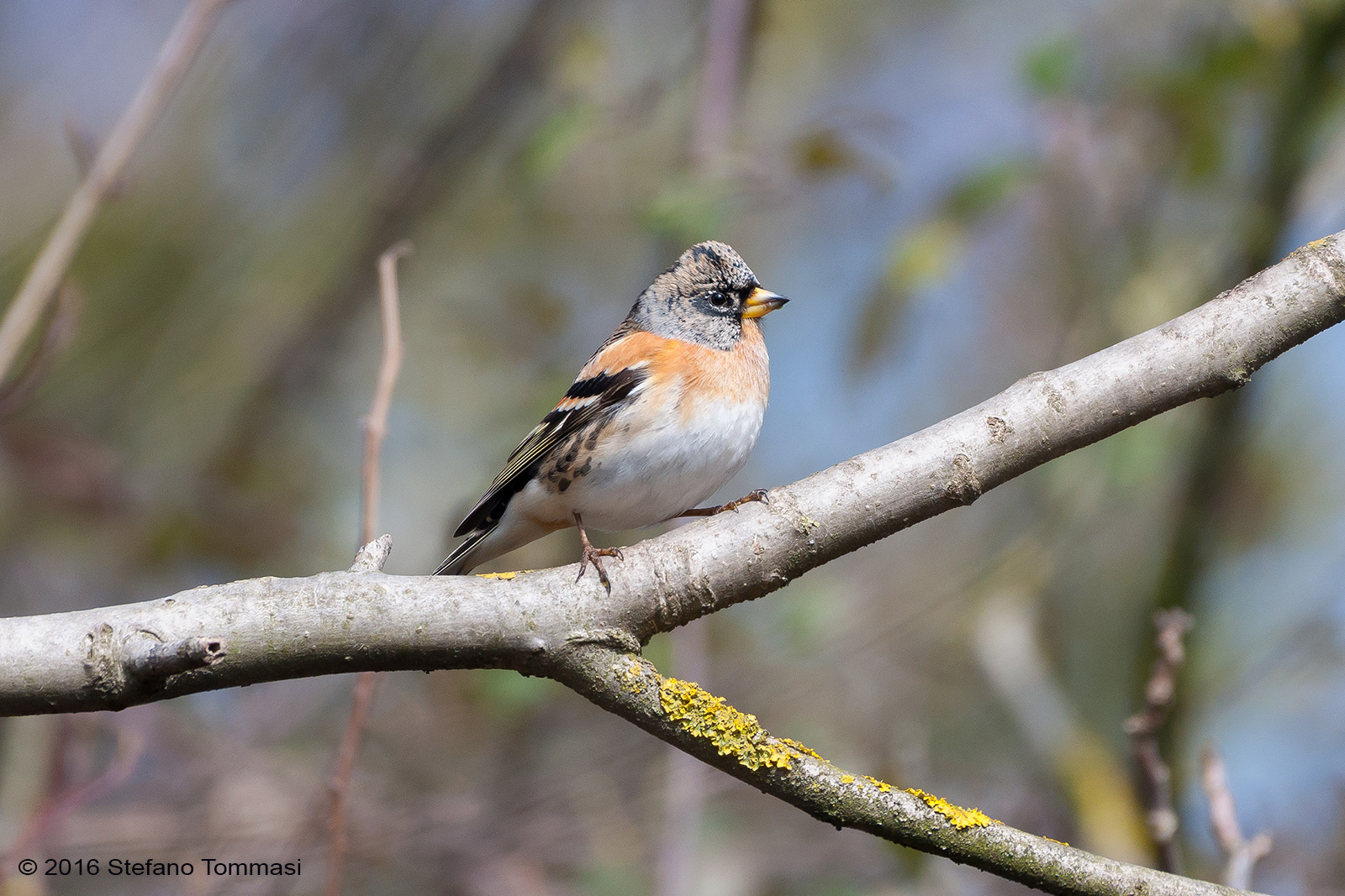 Brambling in the sun