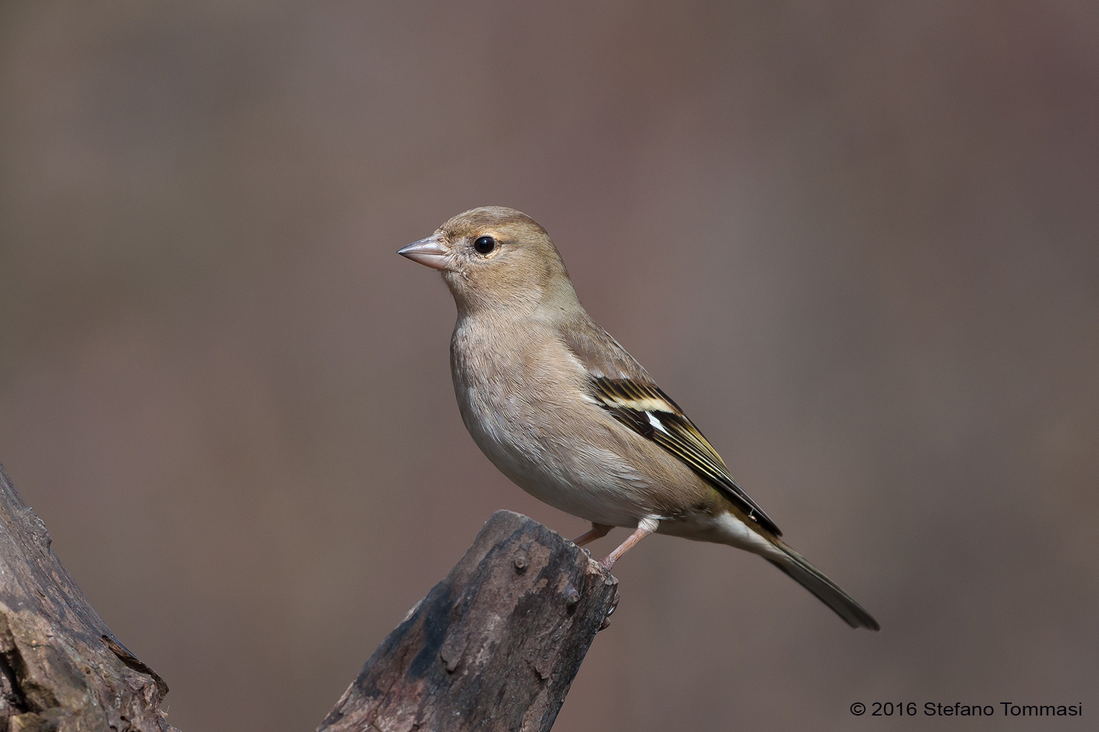 Chaffinch posing 01